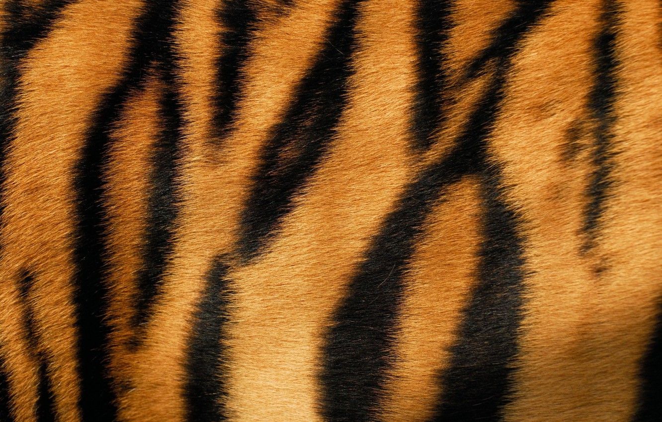 Wallpaper tiger, skin, fur, texture, animal, fur image