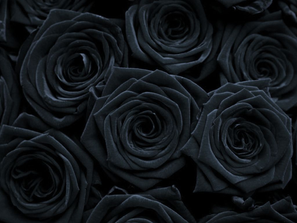 Download Gothic Iphone Red Roses On Black Background Wallpaper  Wallpapers com
