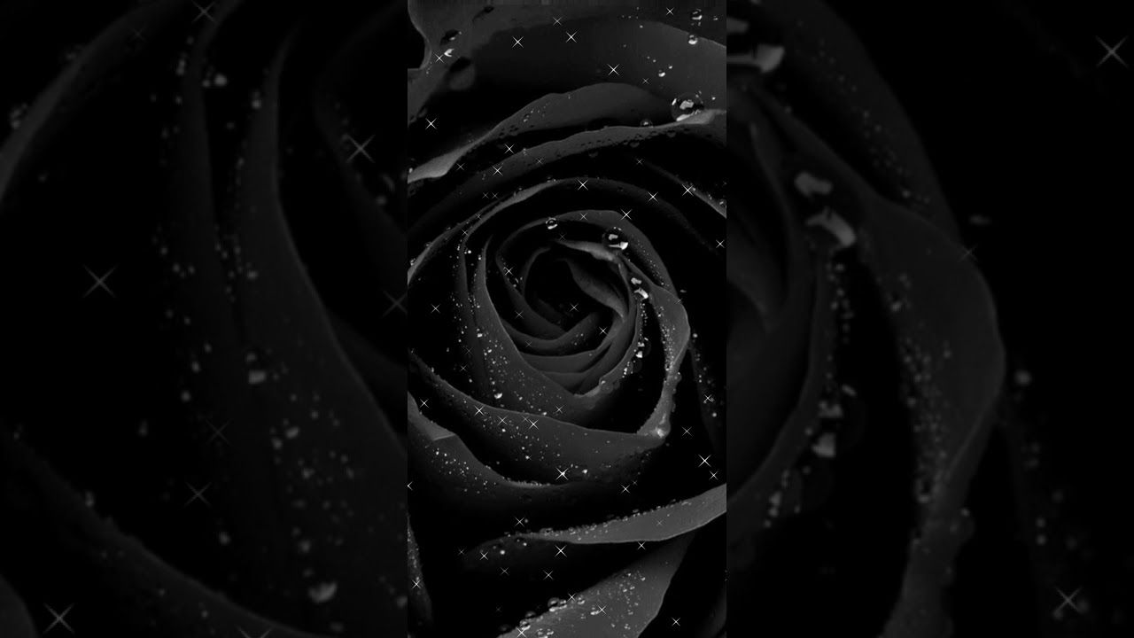 black rose live wallpaper. black rose wallpaper download