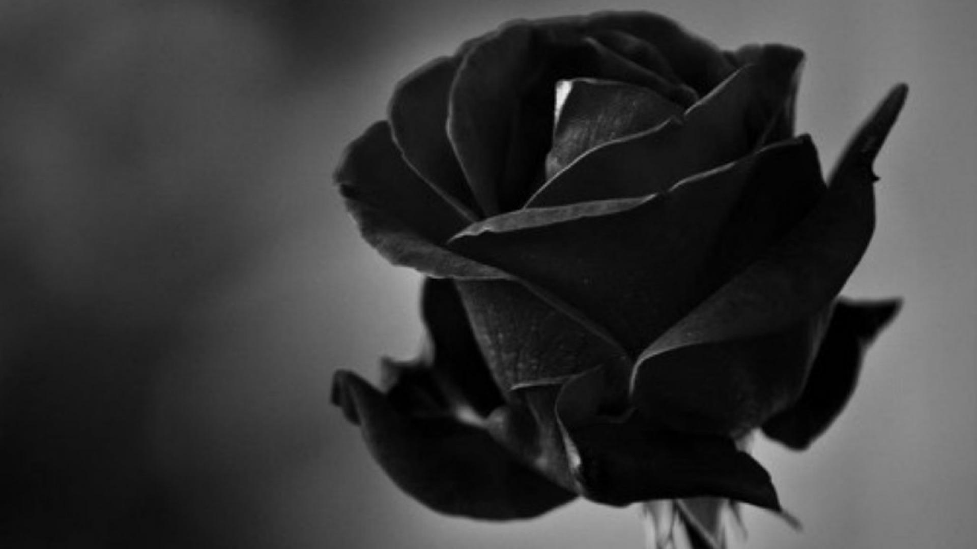 Fine HDQ Black Rose Image. Fine 4K Ultra HD Wallpaper