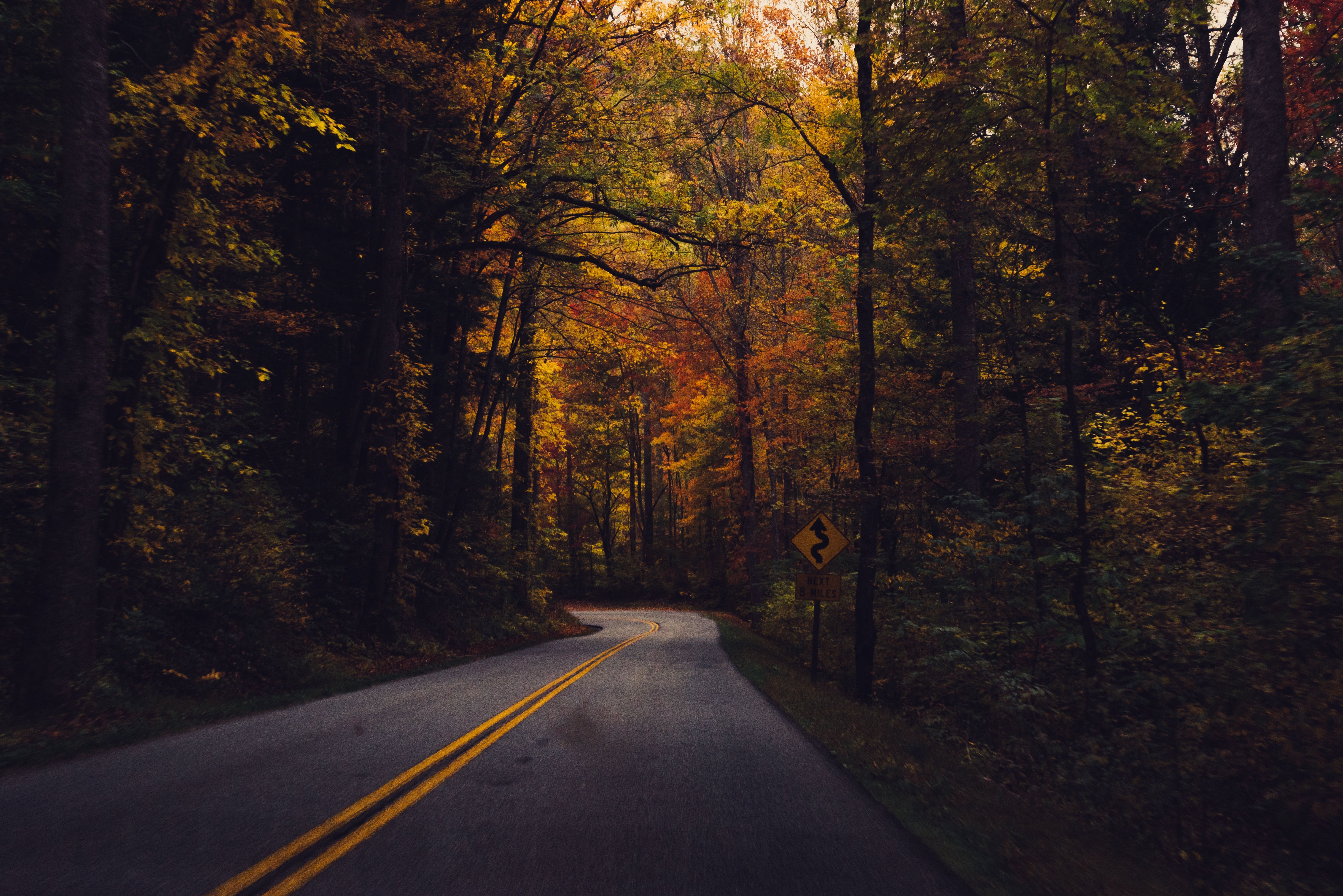 5871x3919 #green, #road line, #yellow, #autumn, #road, #wind, #turn, #street, #curve, #mountain road, #windy road, #tarmac, #wallpaper, #fall, #forest, #fall vibe, #mountainside, #highway, #Free picture, #wood, #tree. Mocah HD Wallpaper