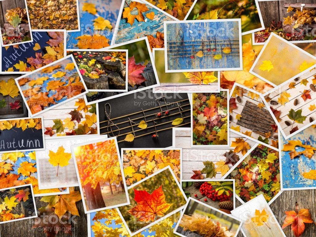 Colorful Autumn Collage Autumn Creative Set Of Photo