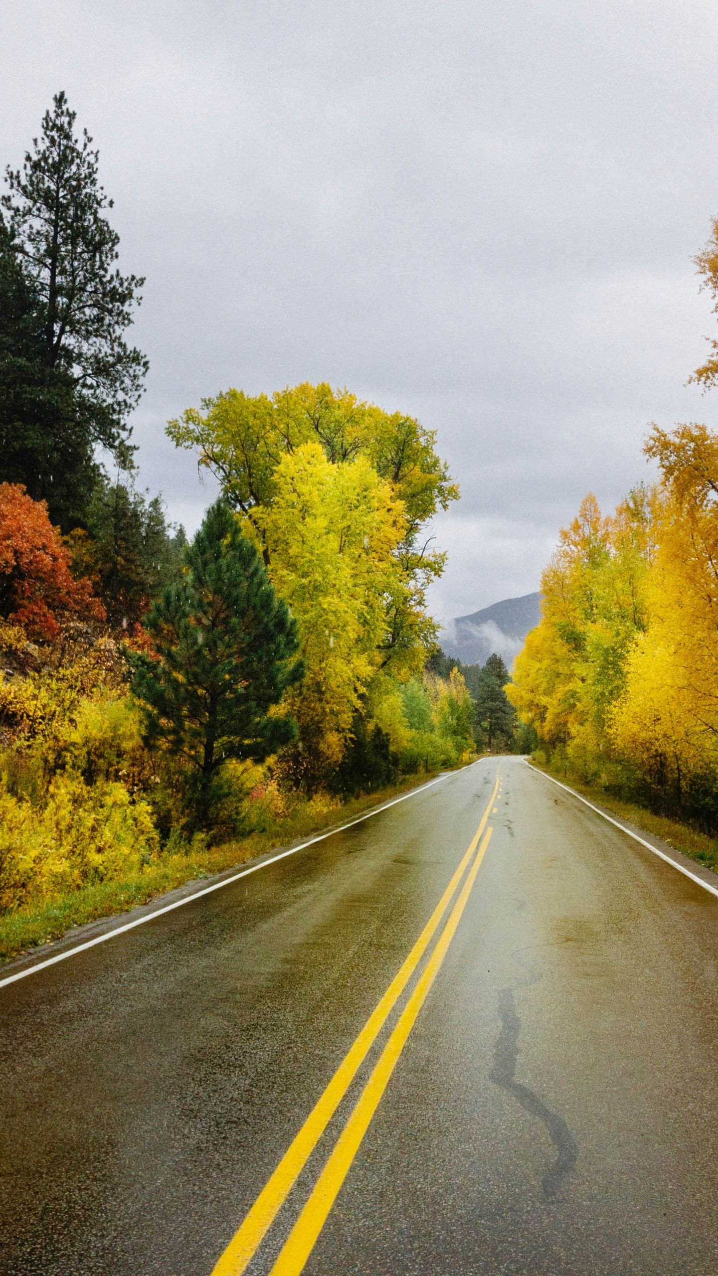 Download Autumn, highway, lone, yellow marks wallpaper, 1440x2560, QHD Samsung Galaxy S6, S7, Edge, Note, LG G4