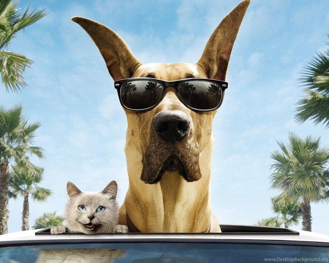 Comedy Roads Smiling Palm Trees Filme Marmaduke Wallpaper Desktop