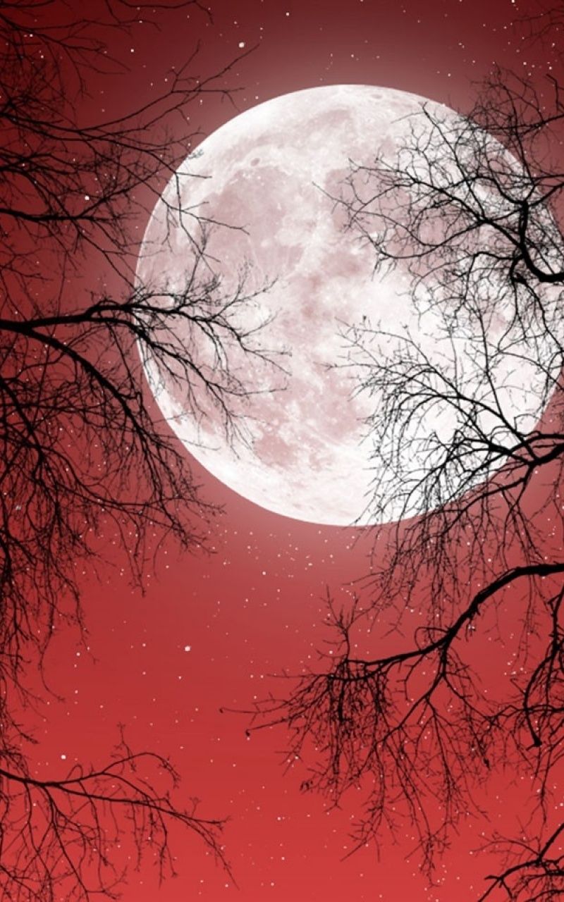 Full Moon Red Sky Dark Trees Nexus 7 wallpaper