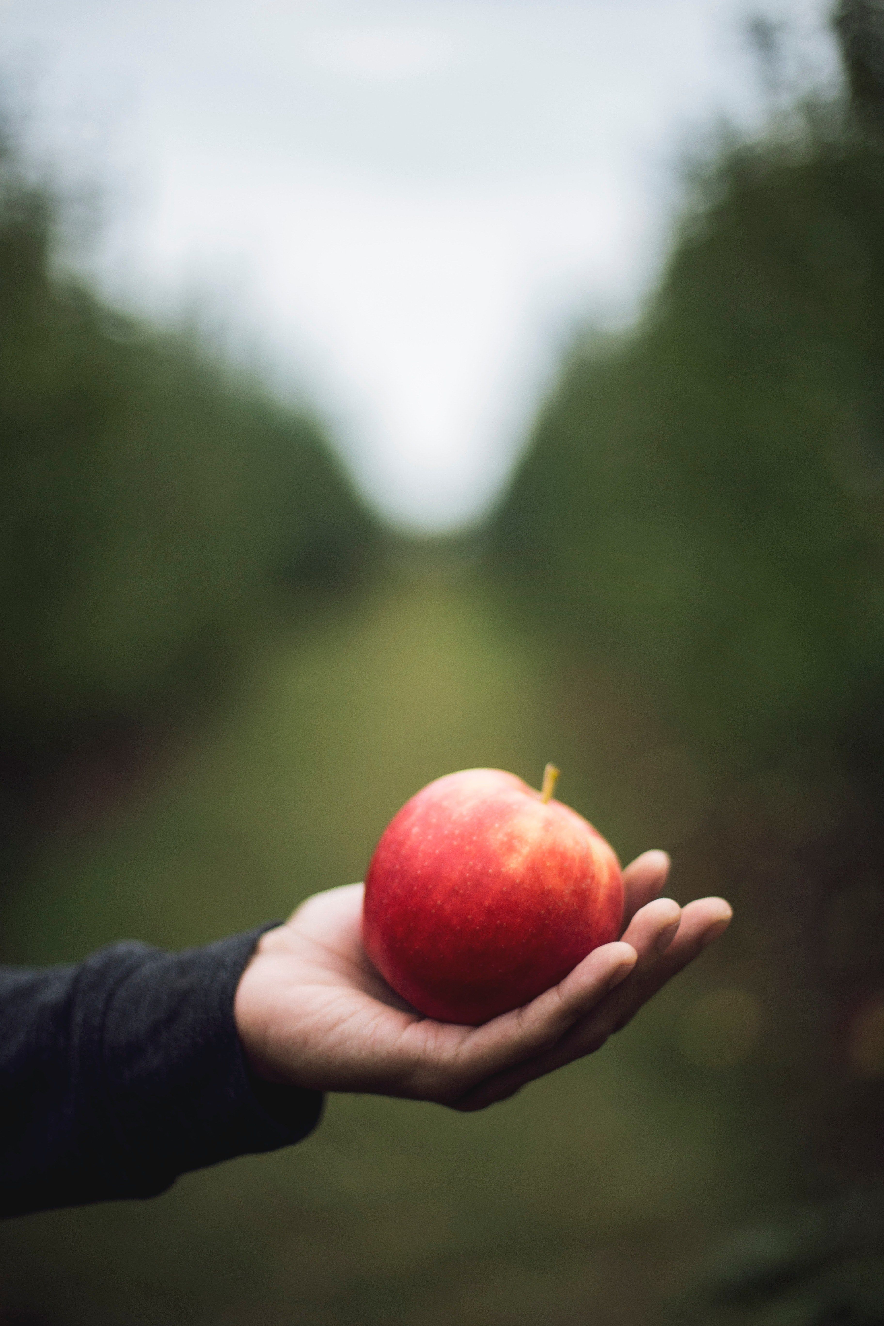 Wallpaper / hand holding apple and fruit HD 4k wallpaper