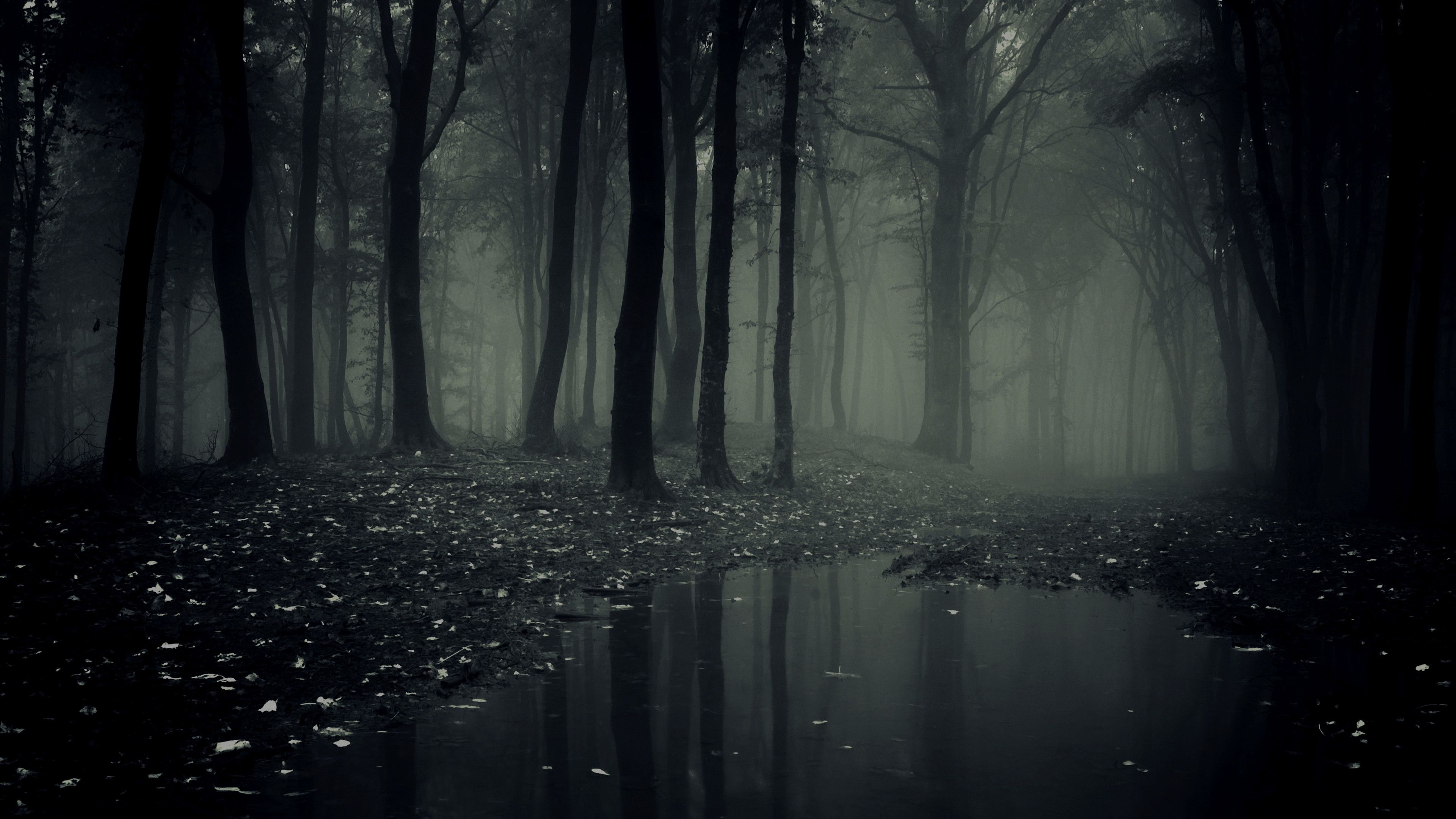 Creepy Forest Wallpaper Free Creepy Forest Background