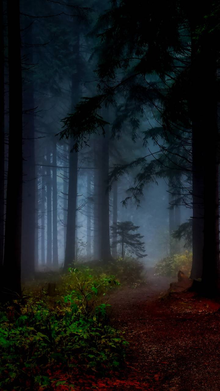 Scary forest wallpaper