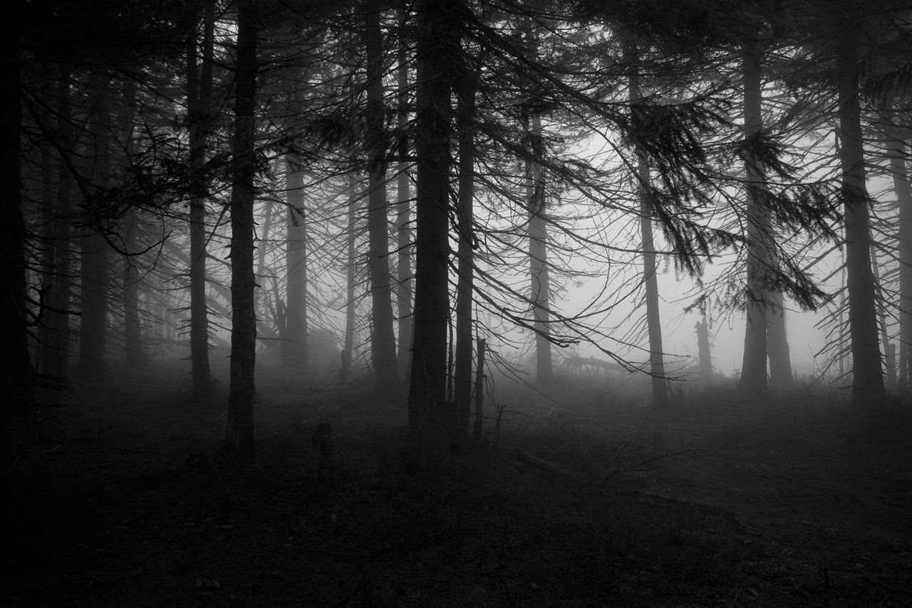 Scary Forest Phone Wallpaper. iPhone