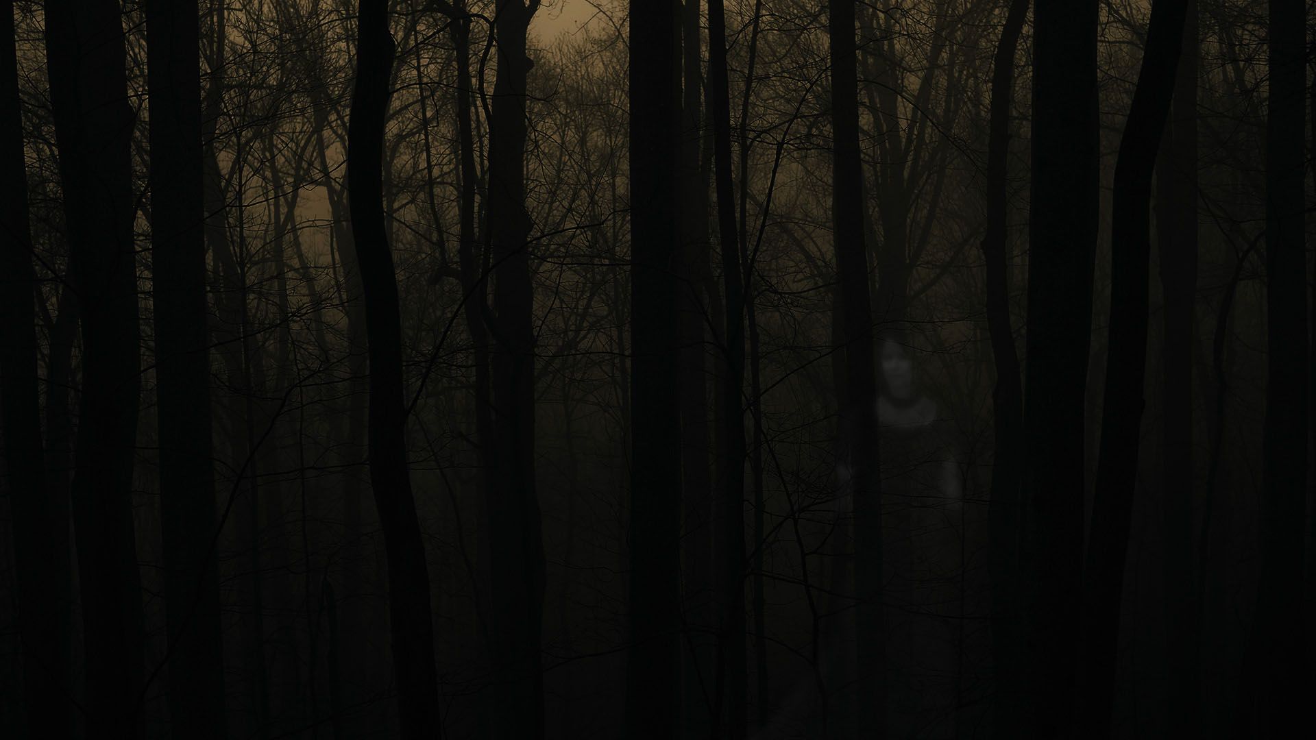 Free download Haunted Forest wallpaper Haunted Forest stock