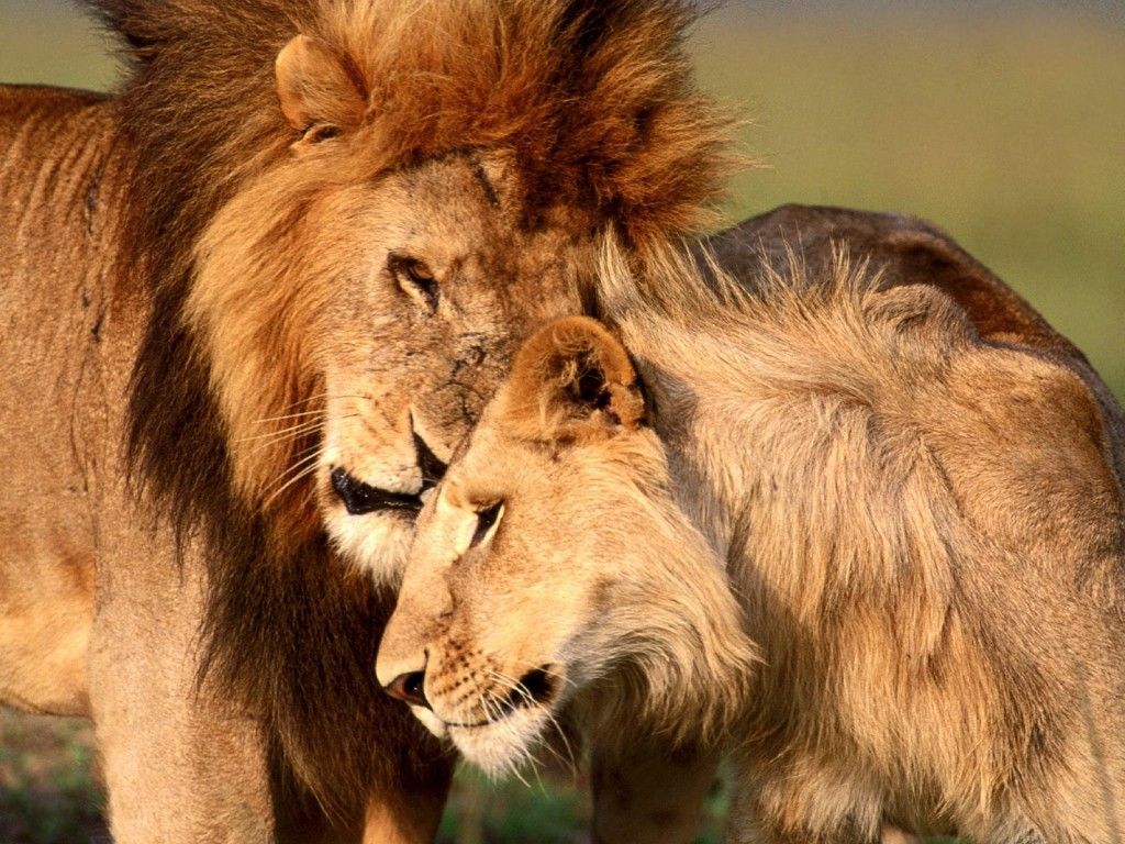 Animal Picture Of Male And Female Lion Expressing Love. Animal