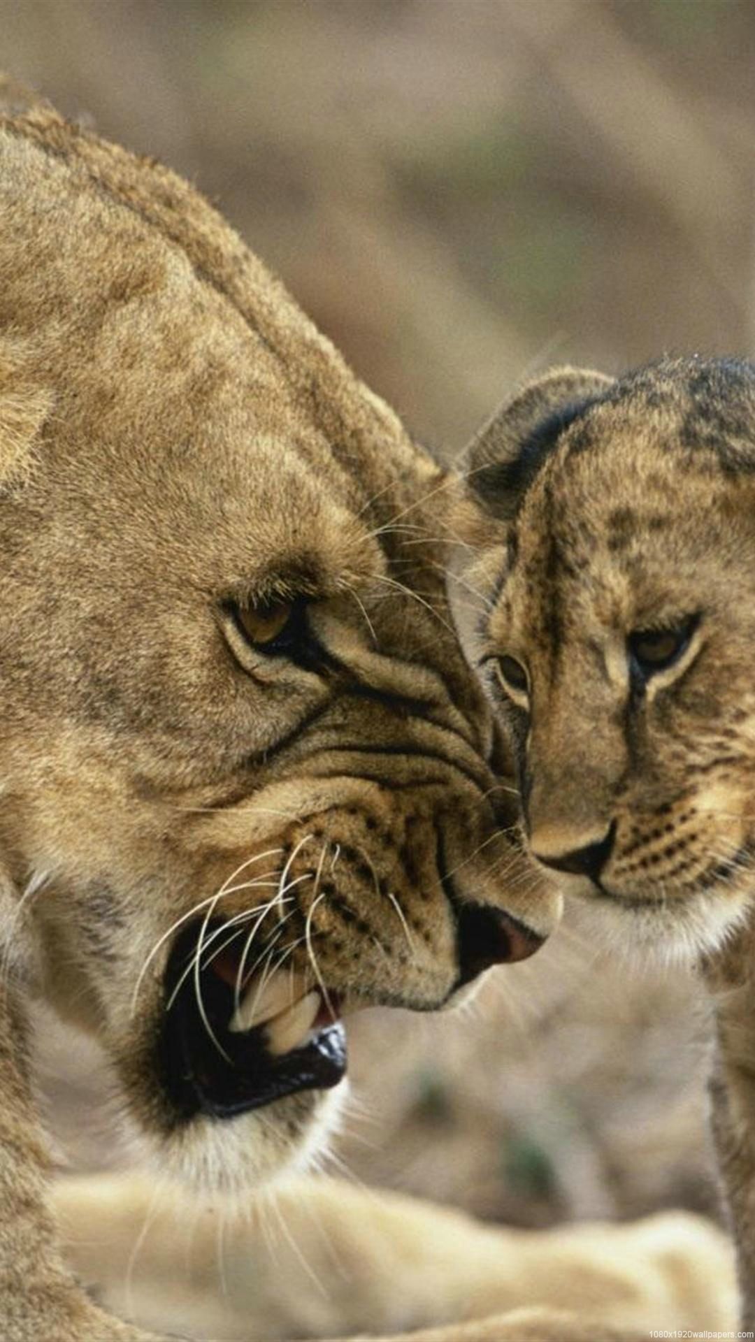 Lion Animal Love Wallpaper HD