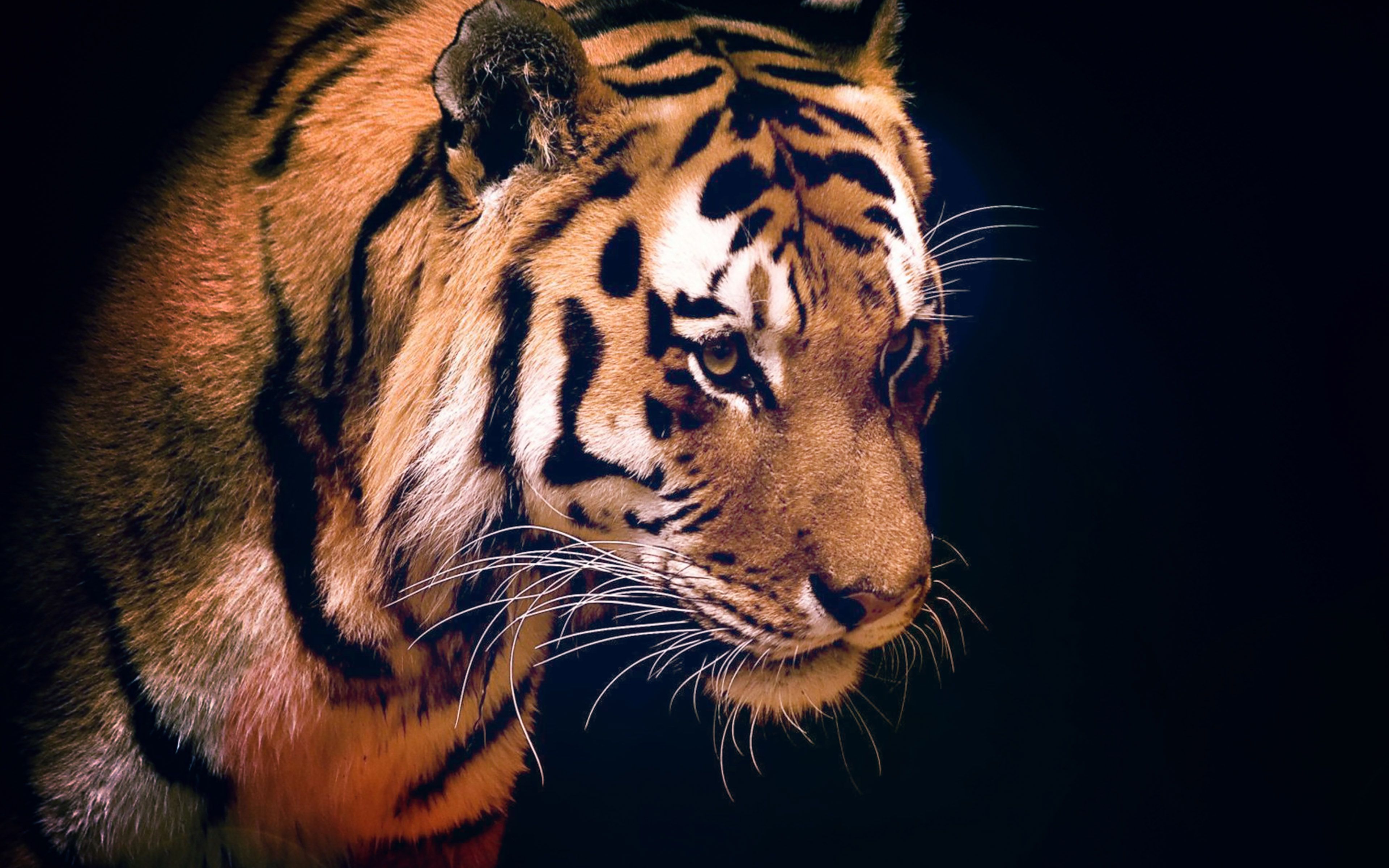 Tiger Dark Animal Love Nature Wallpaper