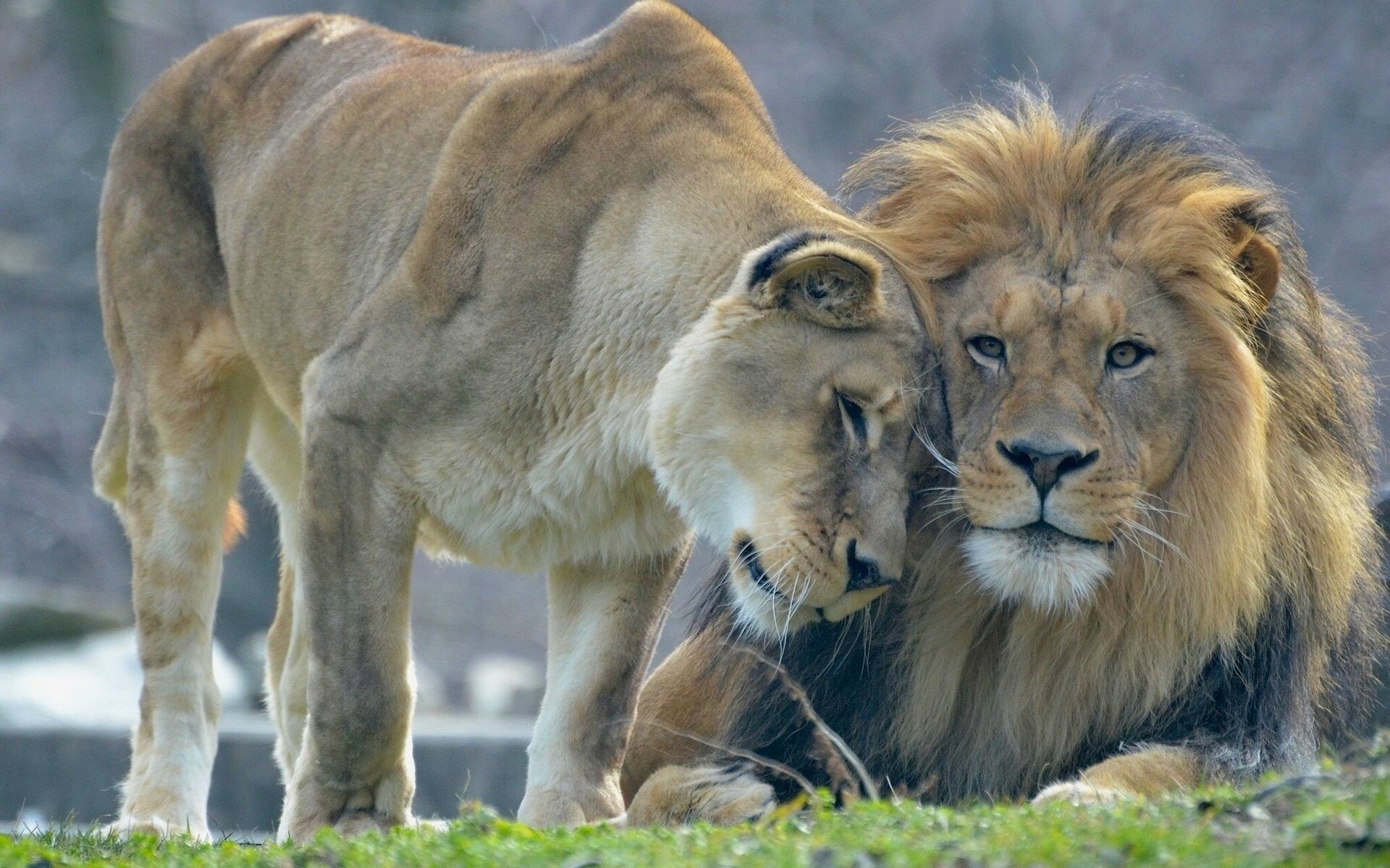 Wallpaper Animal's love, lion and lioness 1920x1200 HD Picture, Image