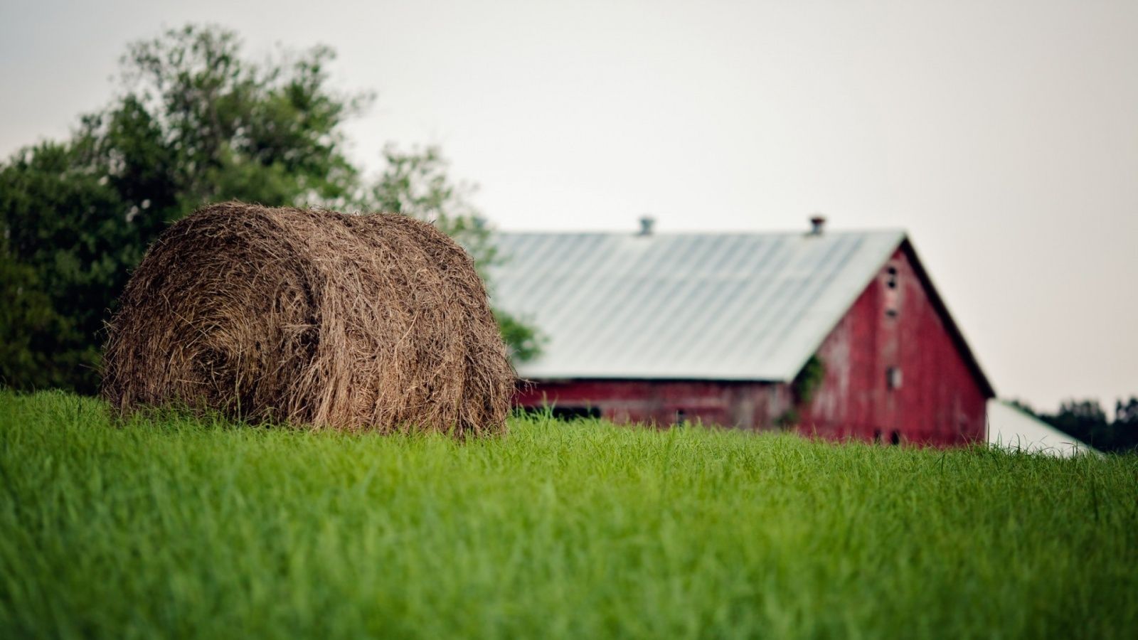 Barnyard Wallpaper. Barnyard Wallpaper