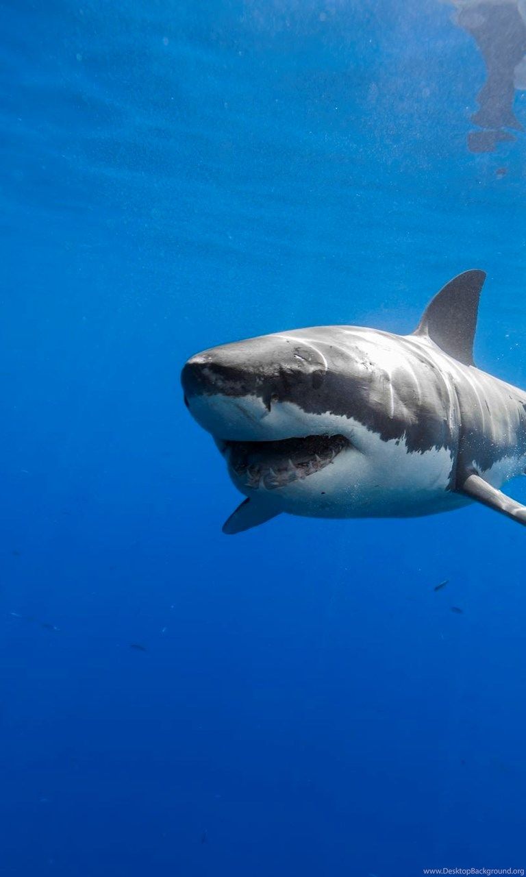 Great White Shark HD Wallpaper High Quality Desktop Background