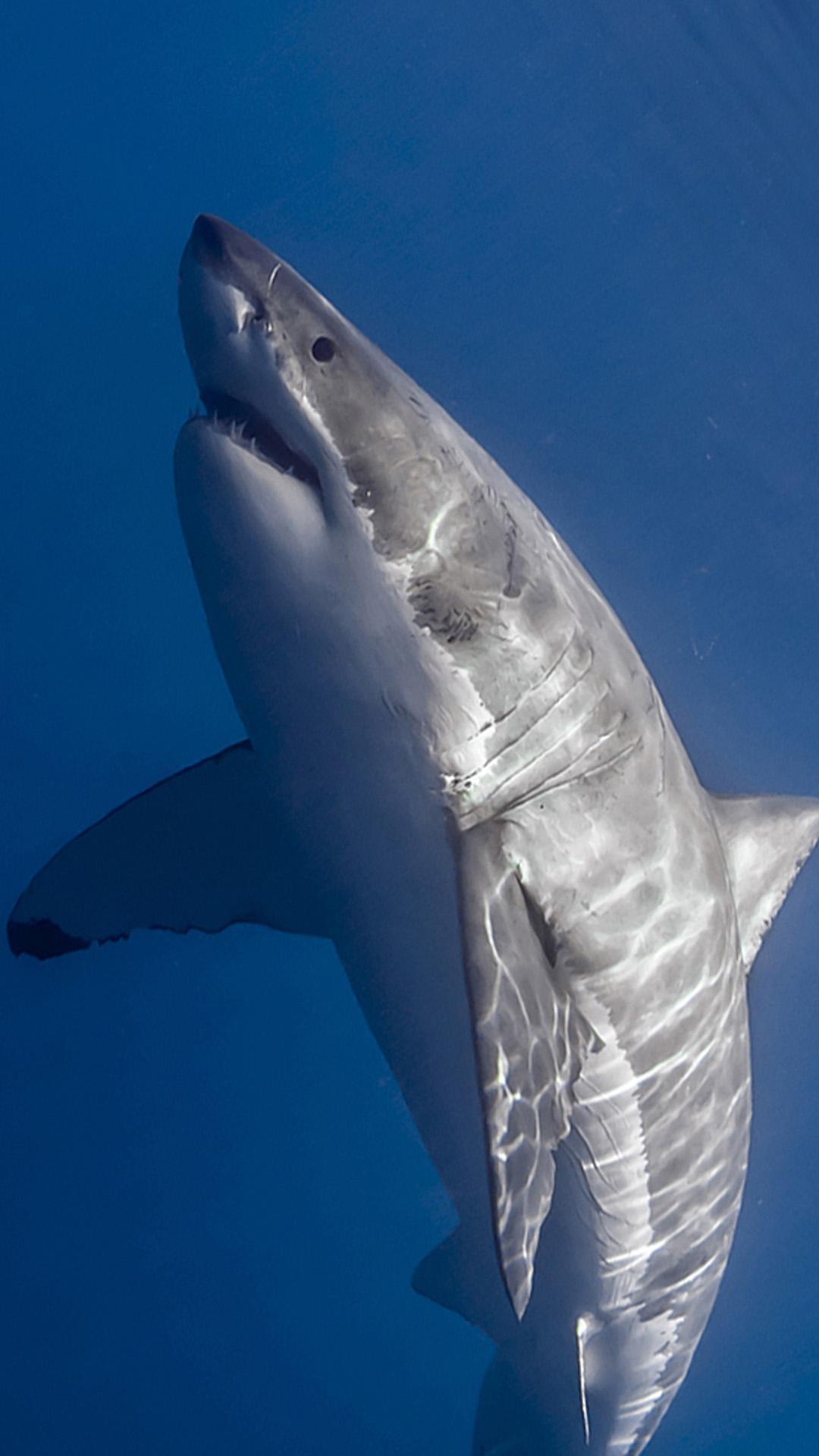 Shark HD Wallpaper for Android