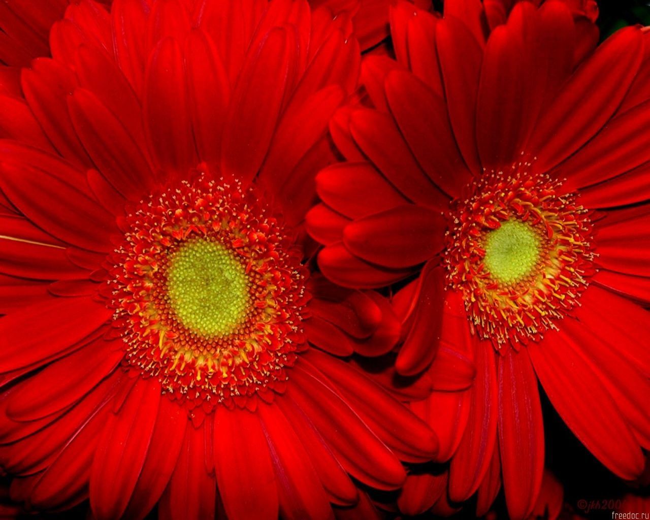 Computer Screen Red Sunflowers Wallpapers - Wallpaper Cave