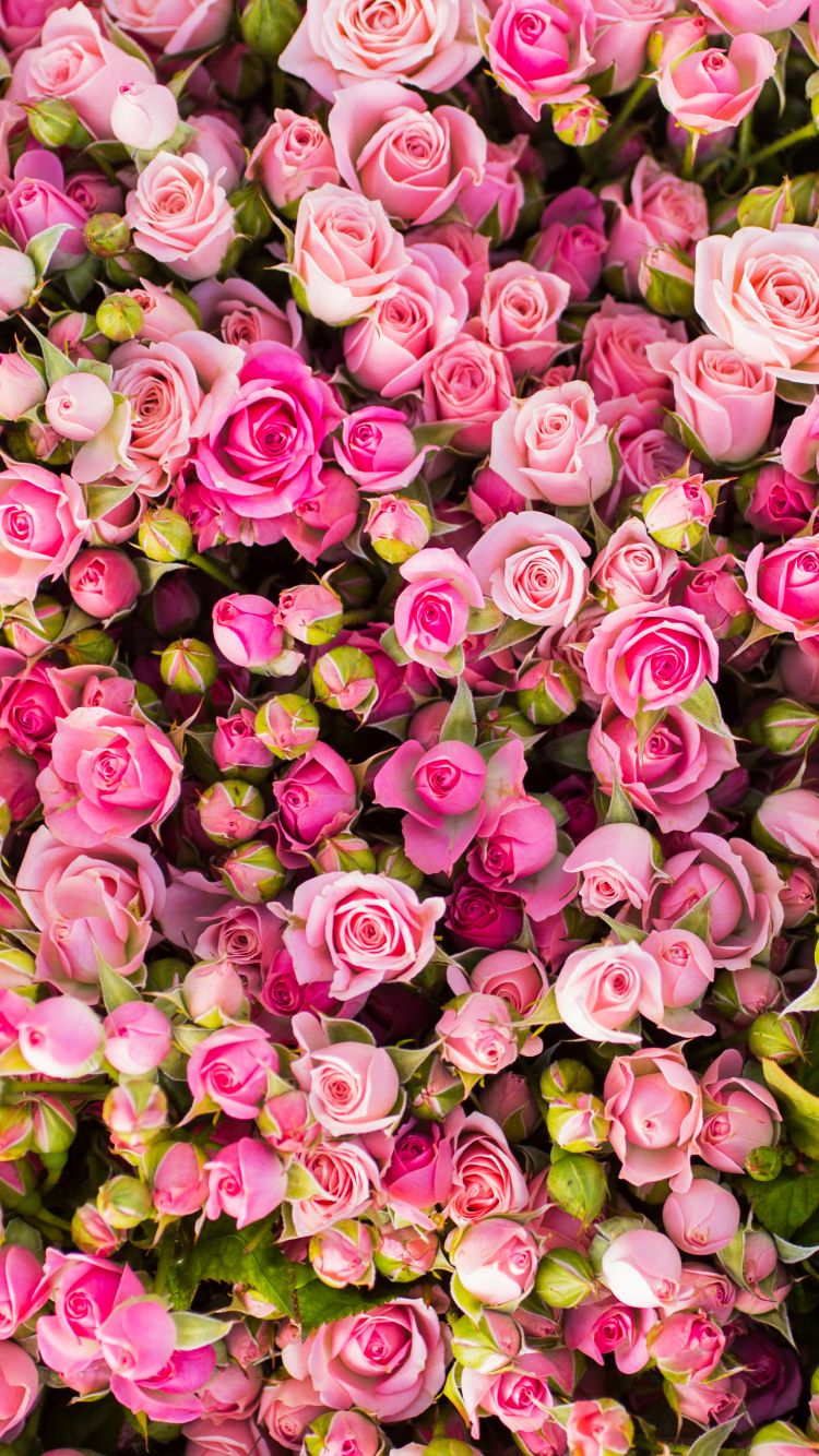 Pink Flowers Aesthetic pink summer aesthetic HD phone wallpaper  Pxfuel