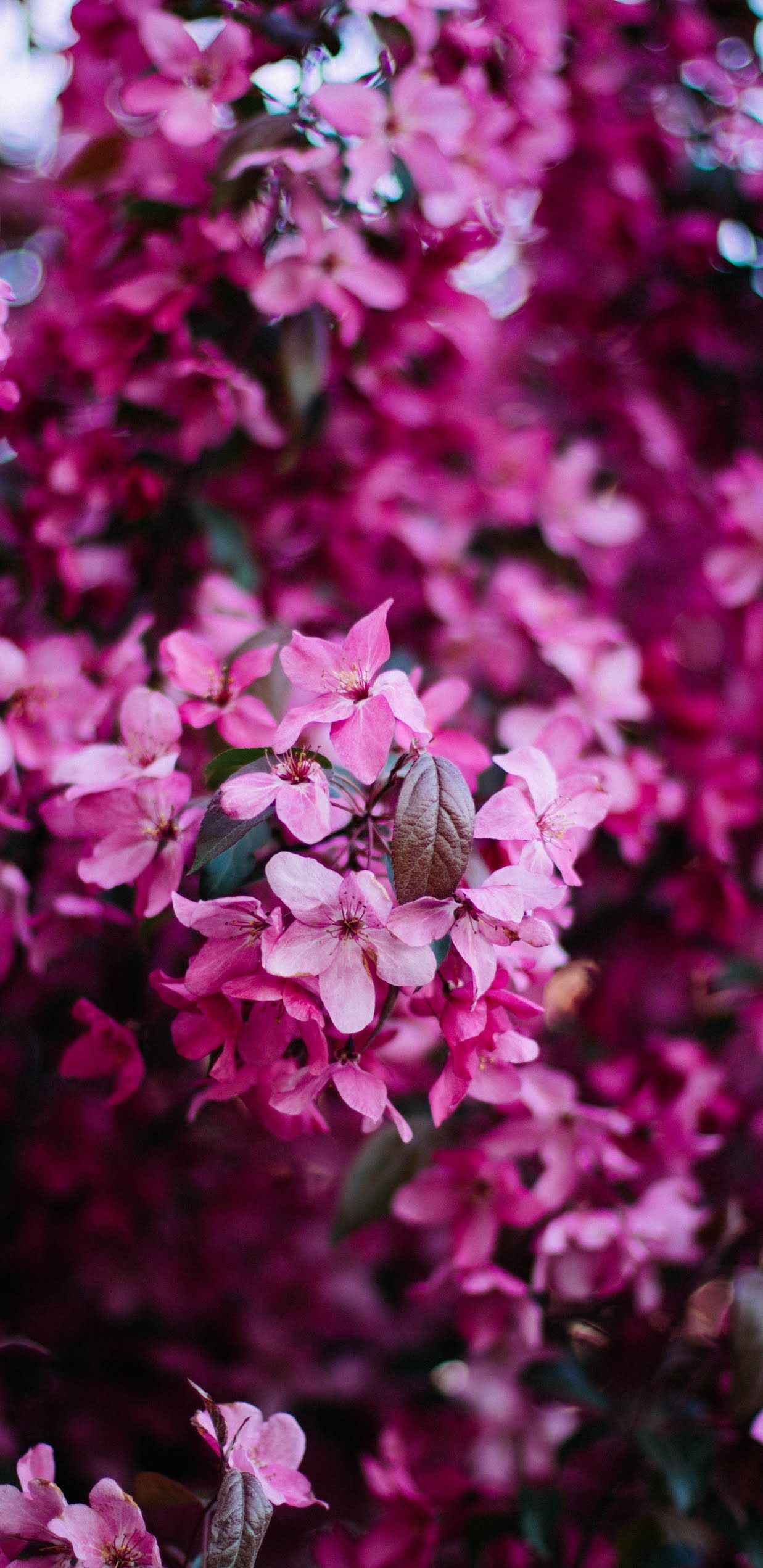 Magenta Flower, Spring, Pink Flowers, Blossom, Mobile Wallpaper