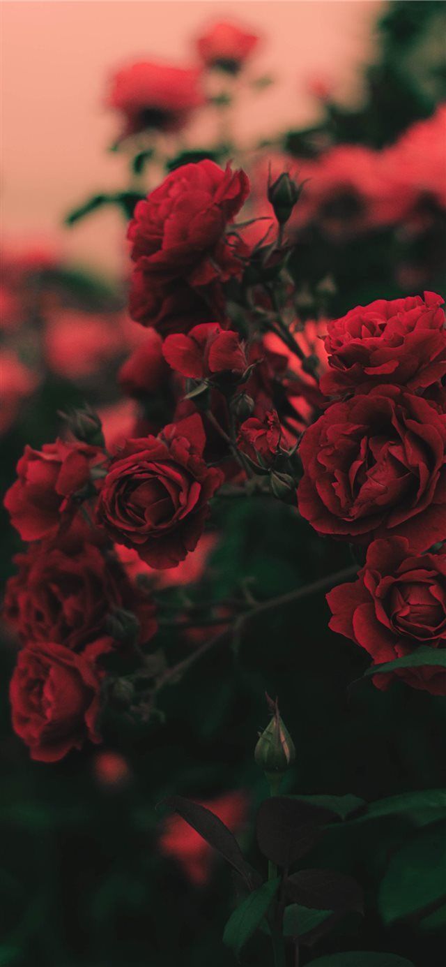 iPhone 11 Wallpaper Red rose 4K HD Download Free. Red
