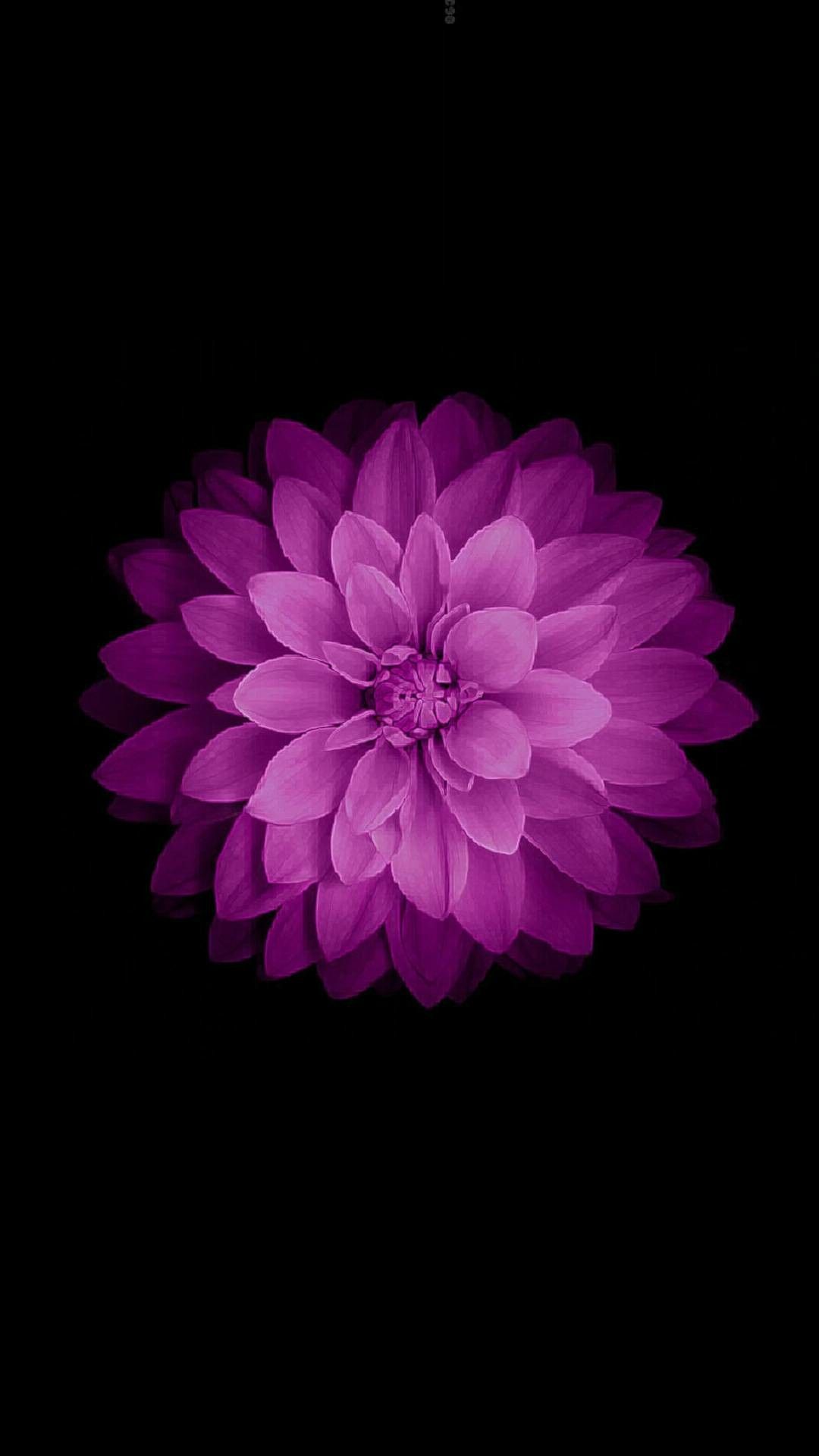 Pink flower. Flower iphone wallpaper, iPhone 5s wallpaper, iPhone