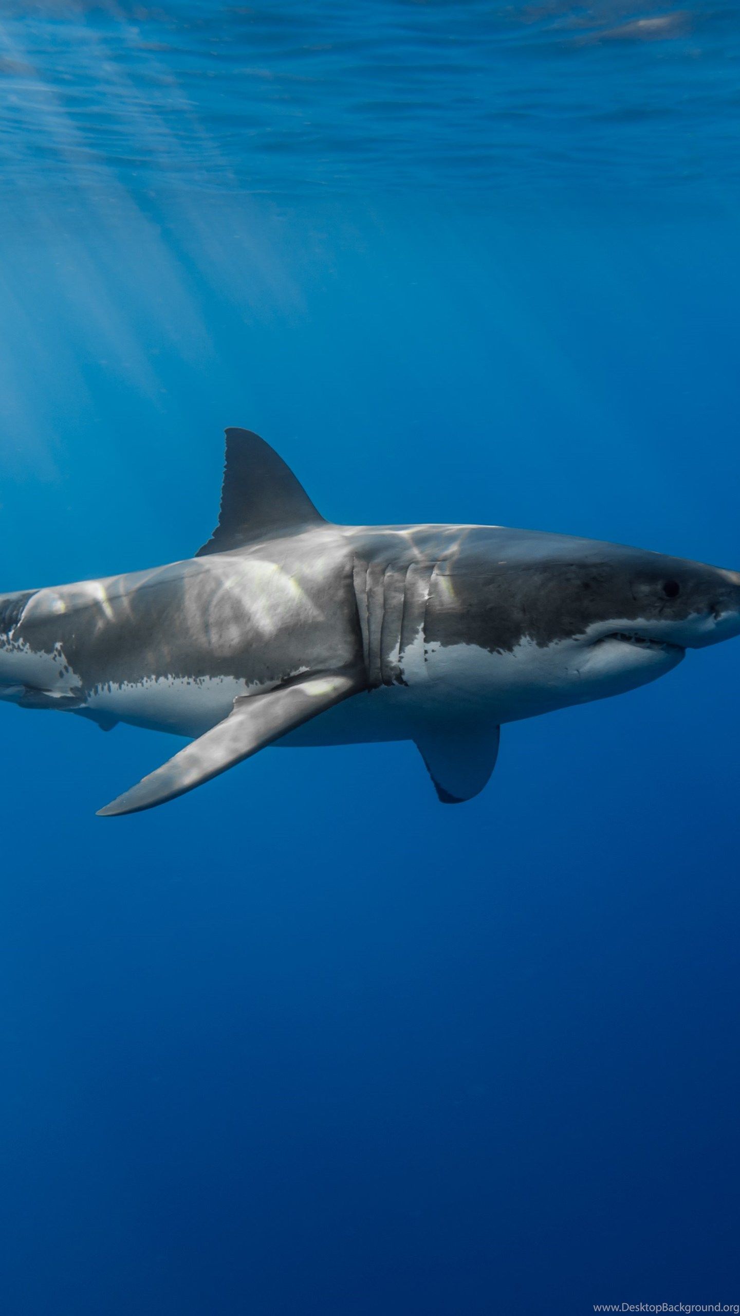 Great White Shark Wallpaper Mobile With HD Wallpaper Kemecer.com Desktop Background