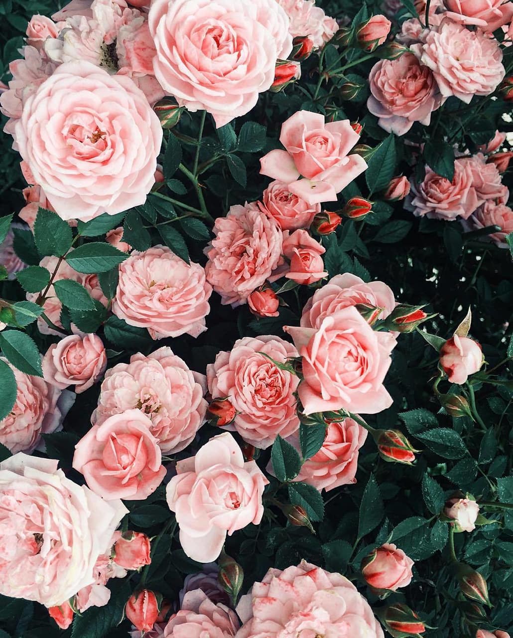 flowers, pink roses, wallpaper and mobile wallpaper