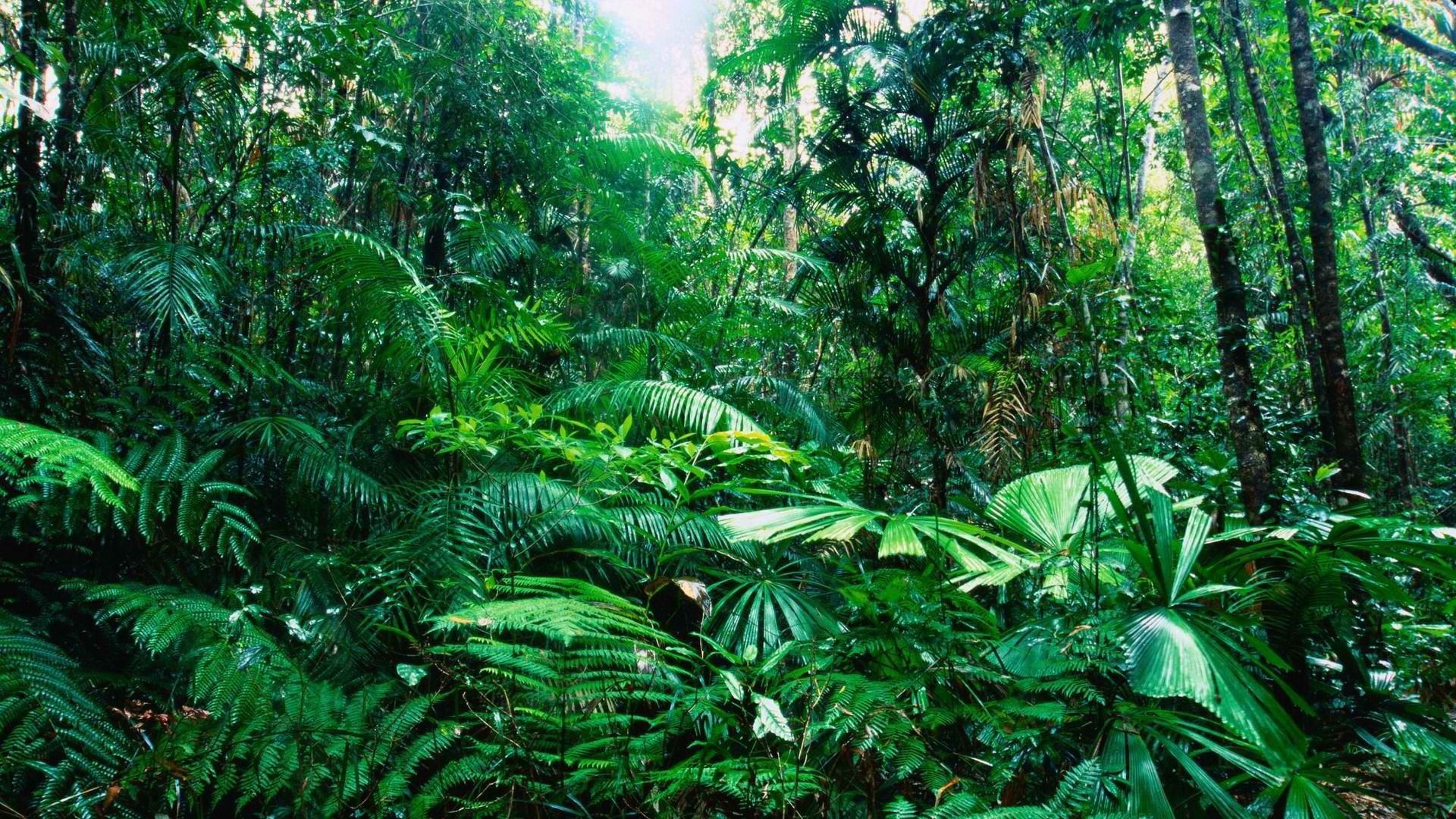 Tropical Forest Wallpaper