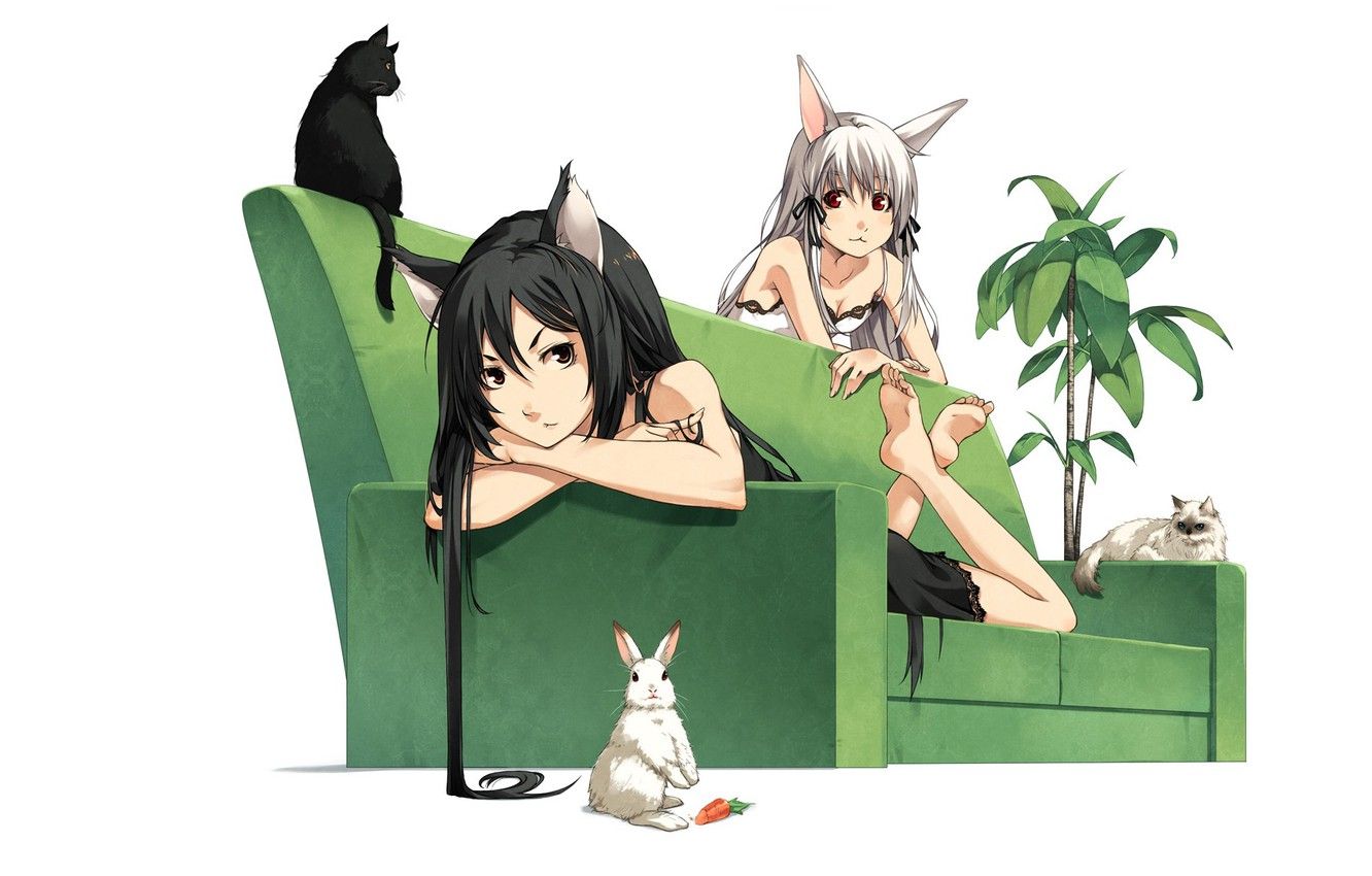 Wallpaper carrot, tail, black hair, black cat, lying on the sofa