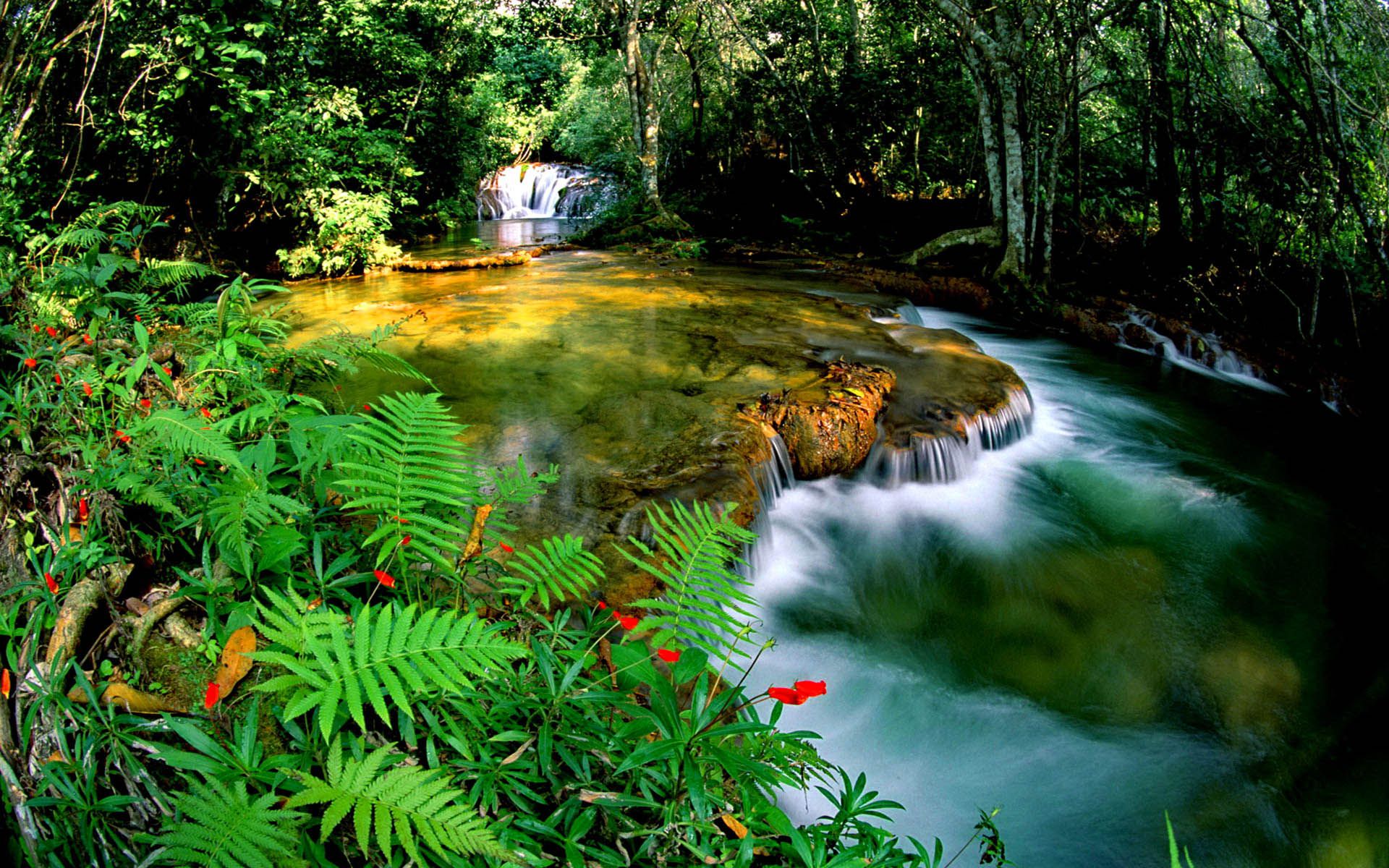 Tropical Rainforest Jungle Cascade Waterfall Transparent Water