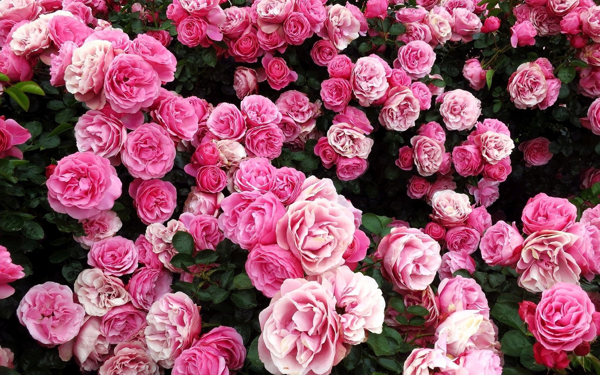 Pink rose bush wallpaper. Flowers, Rose, Rose bush