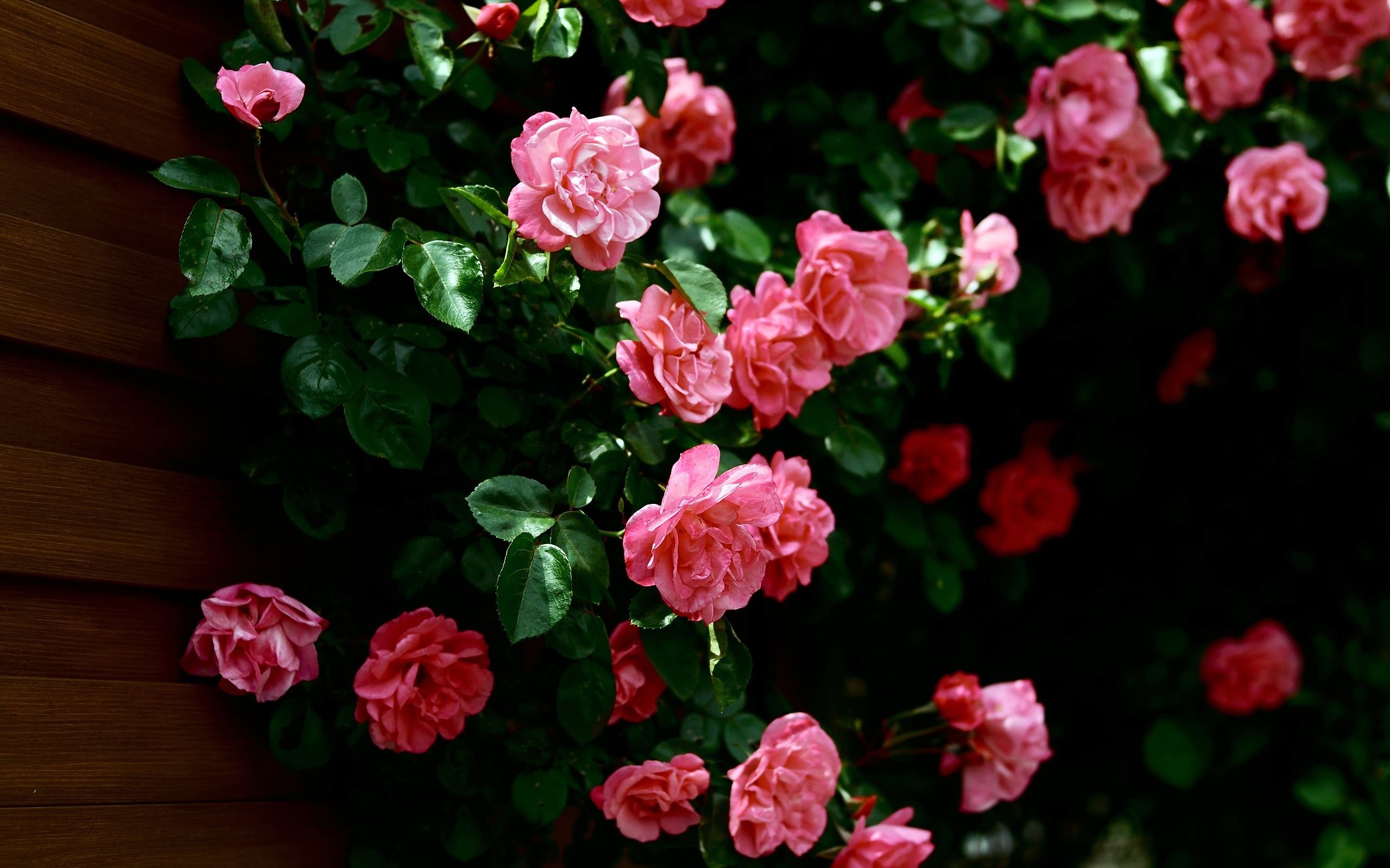 Rose Bush HD Wallpaper