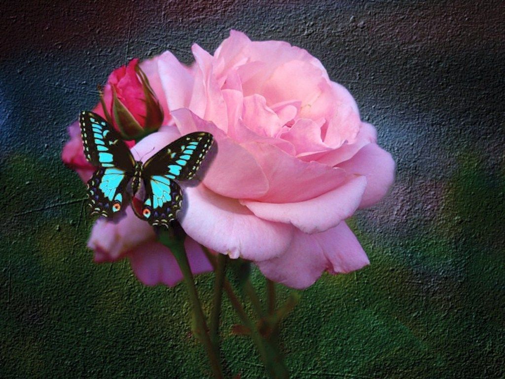 Free download Roses image Butterfly And Rose HD wallpaper