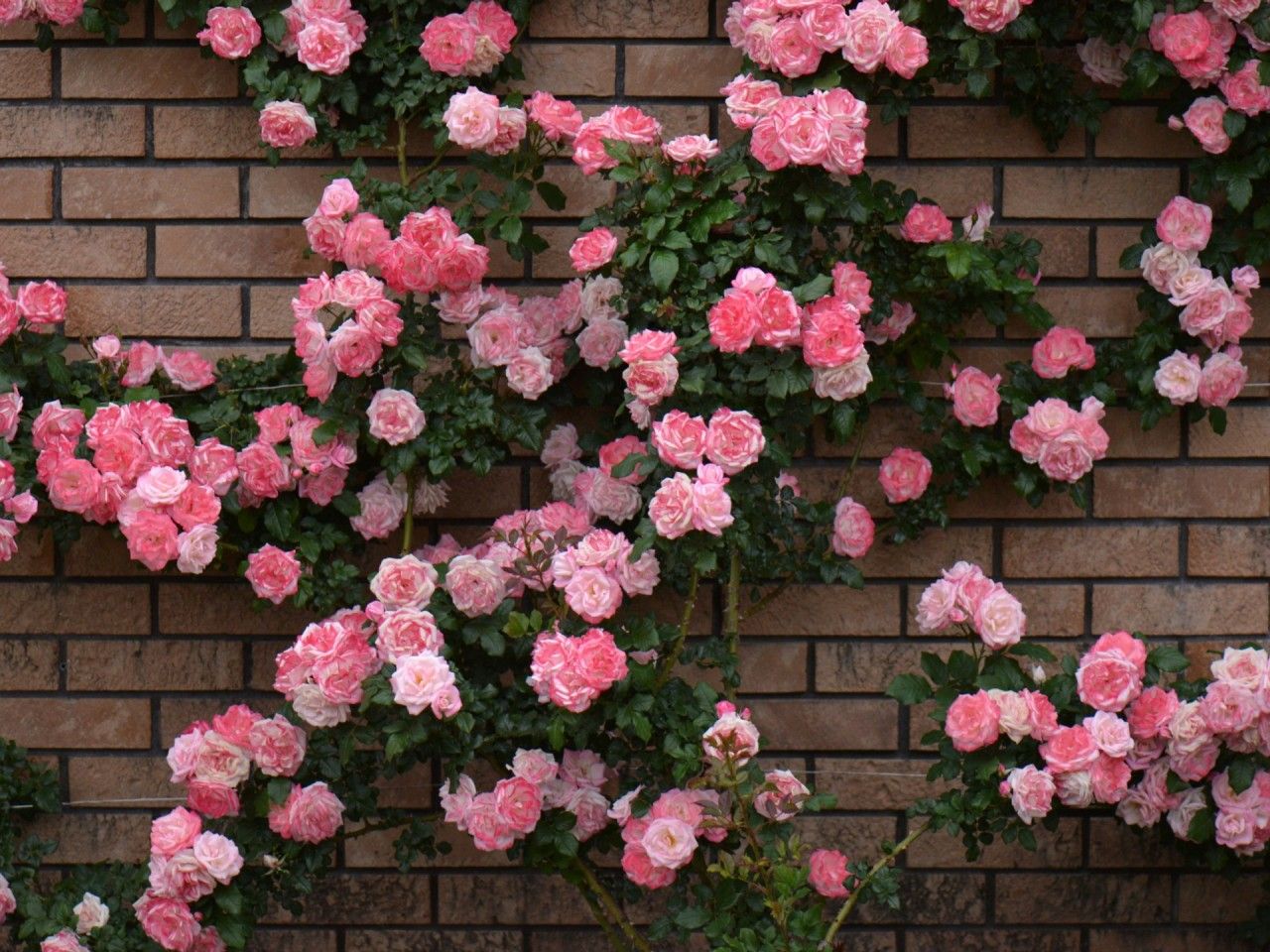 Rose Bush & Brick Wall wallpaper. Rose Bush & Brick Wall stock