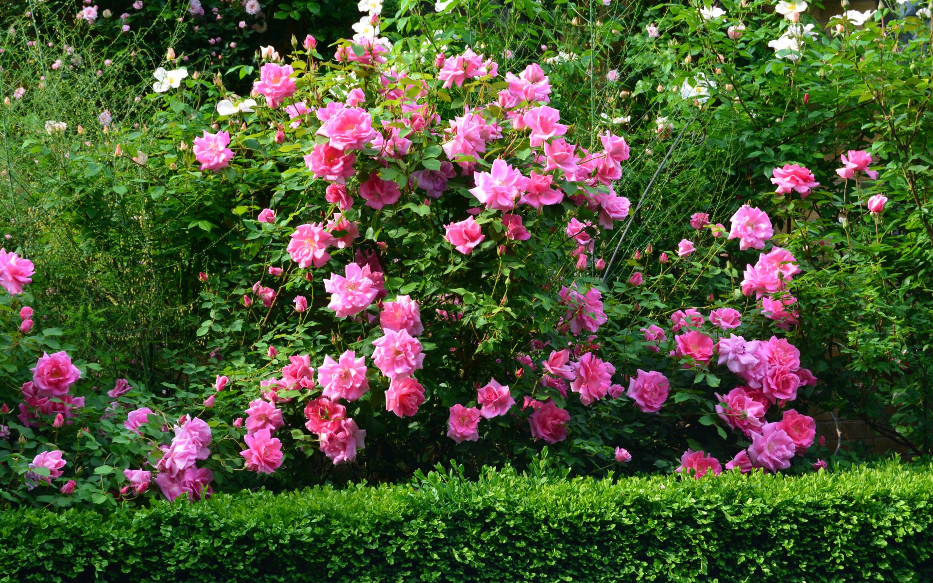 Pink Rose Bush wallpaper. Pink Rose Bush