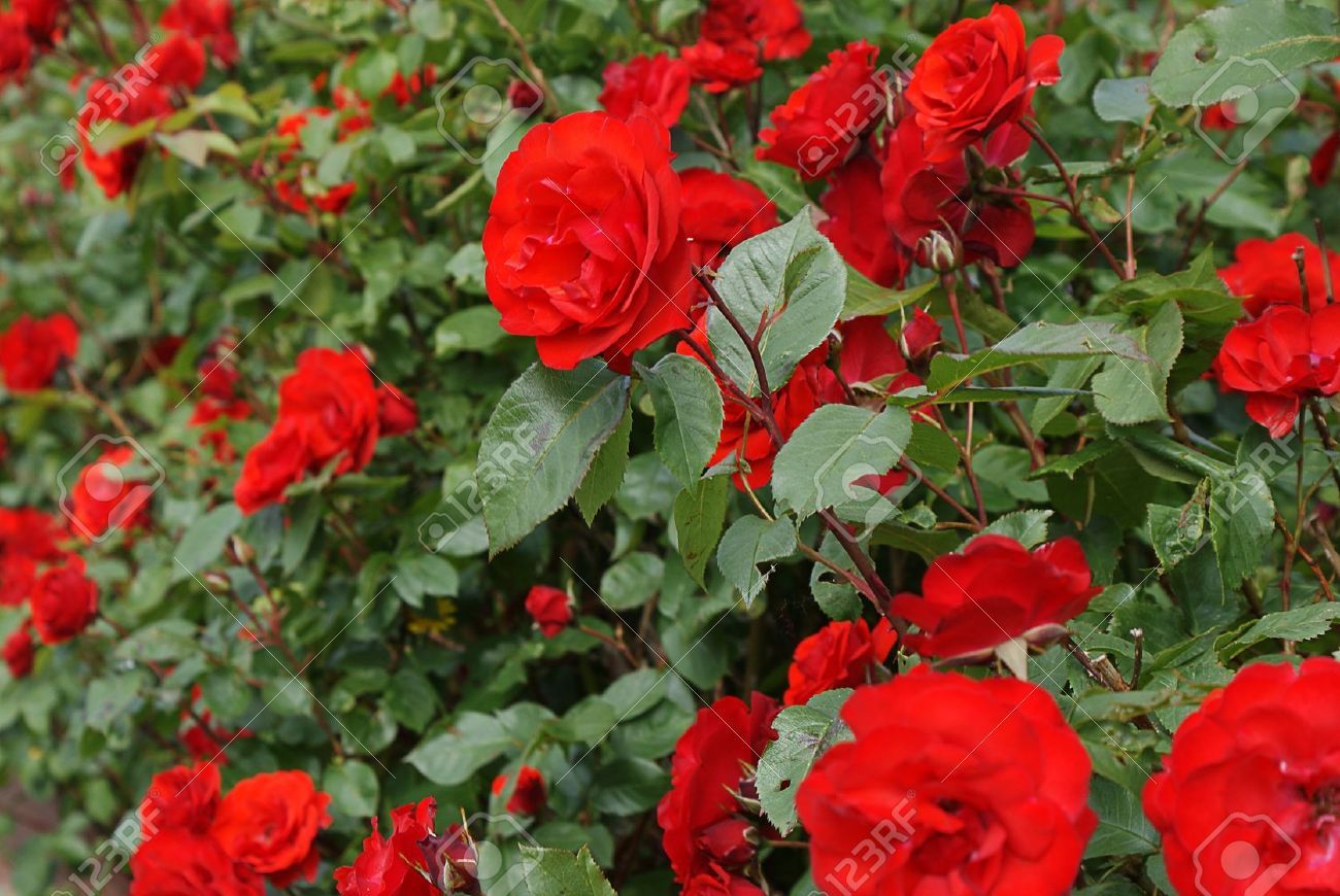 Rose Bush wallpaper, Earth, HQ Rose Bush pictureK Wallpaper