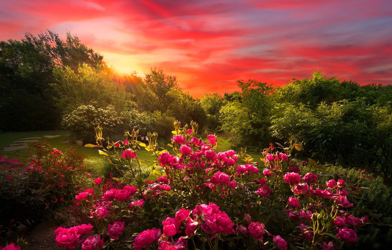 Wallpaper sunset, flowers, nature, roses, garden, al, the bushes