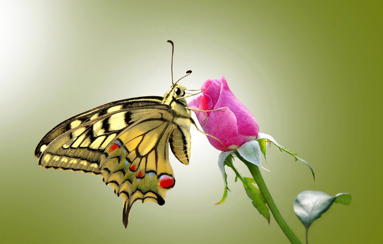 Wallpaper eyes, butterfly, roses, wings, stem, rose, antennae