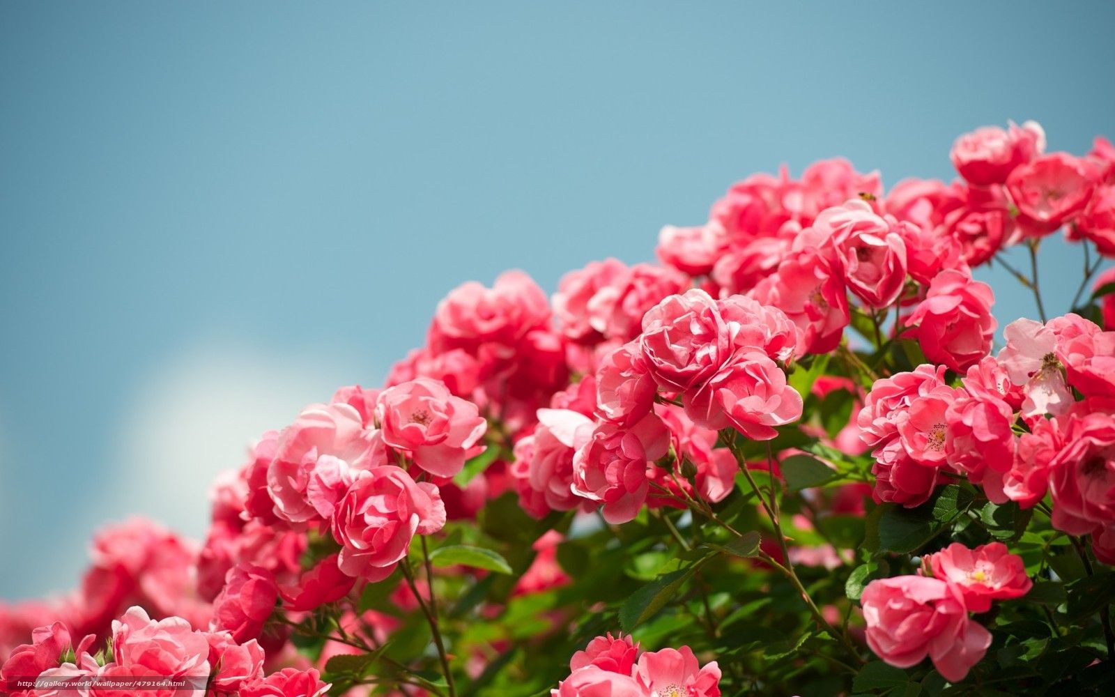 Download wallpaper Rose, bush, Flowers free desktop wallpaper