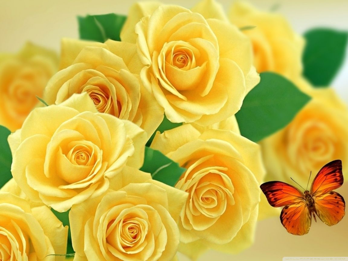 Yellow Roses and Butterflies Ultra HD Desktop Background Wallpaper