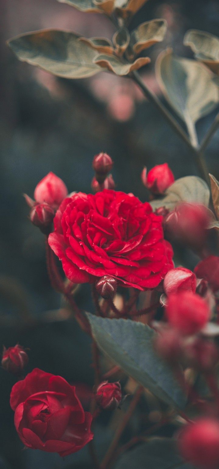 Red Rose Bush Garden Wallpaper - [720x1544]
