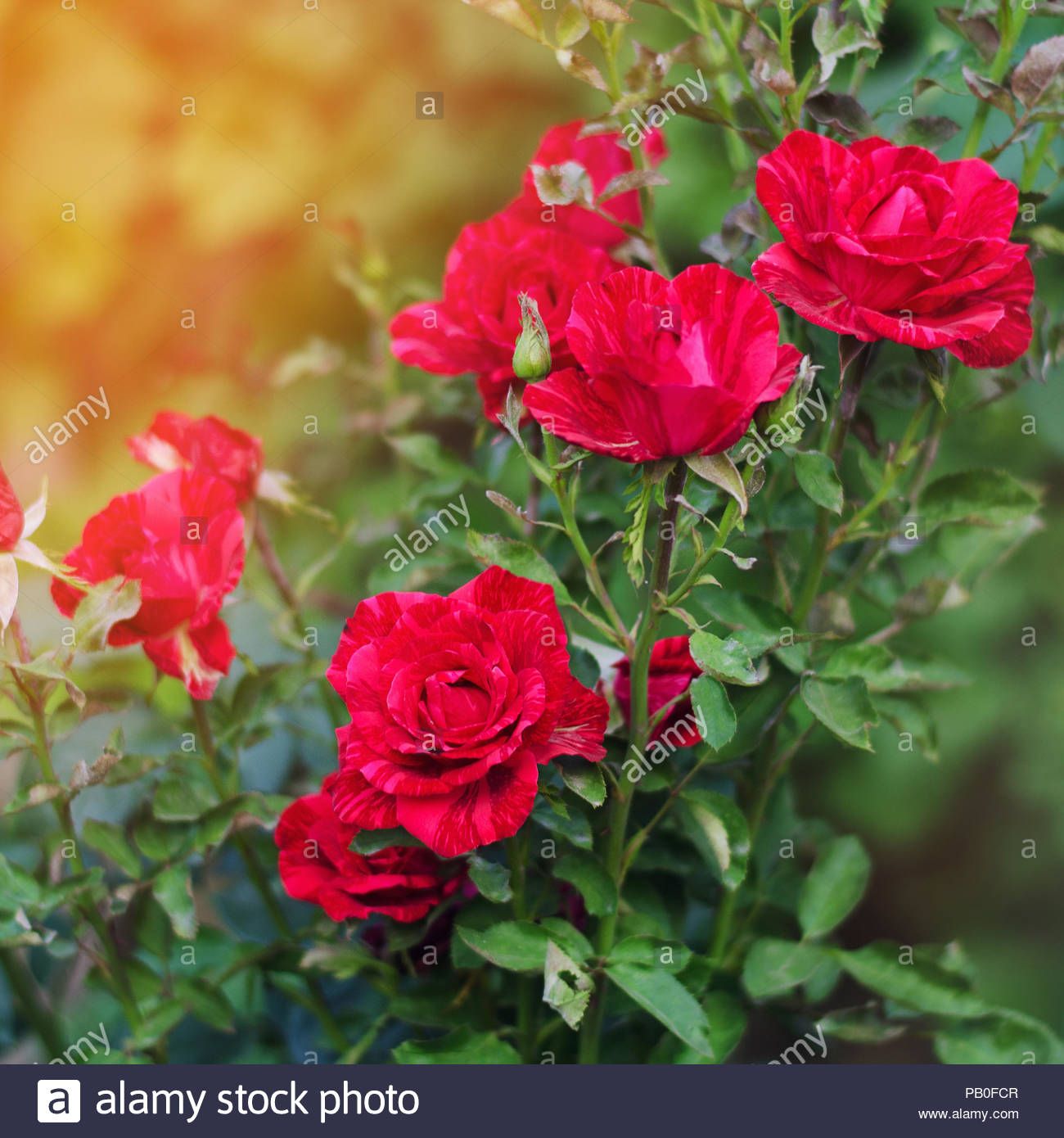 Free download beautiful red roses in the garden nature wallpaper