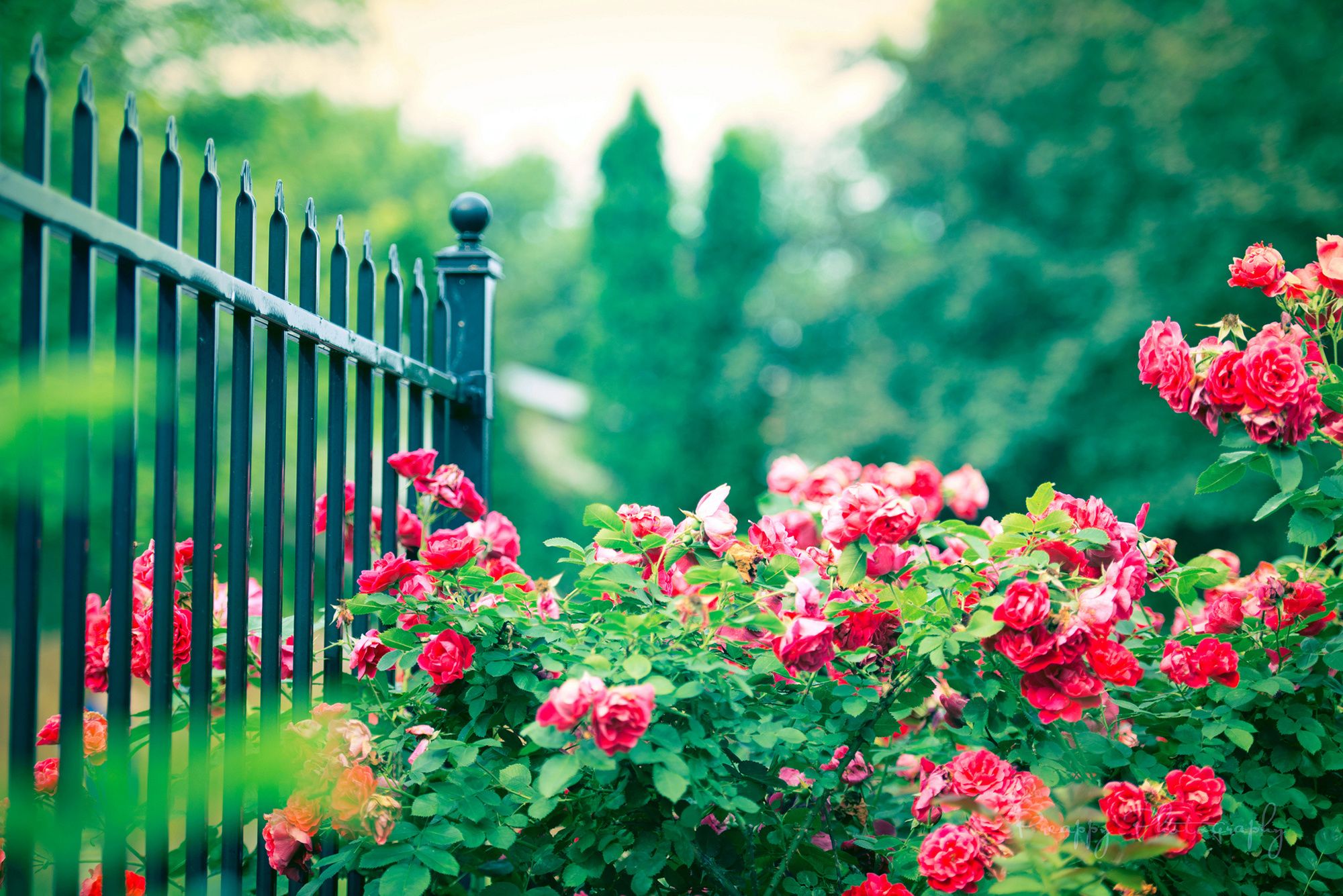 Rose bush flowers fence pink wallpaperx1335