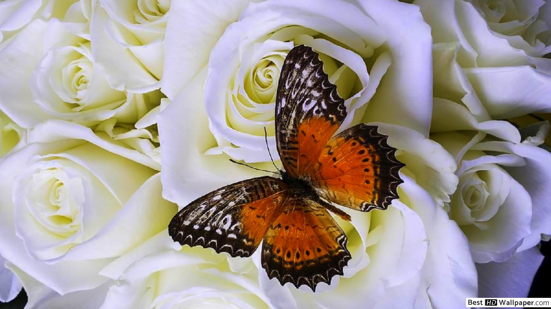 Butterfly on White Roses HD wallpaper download