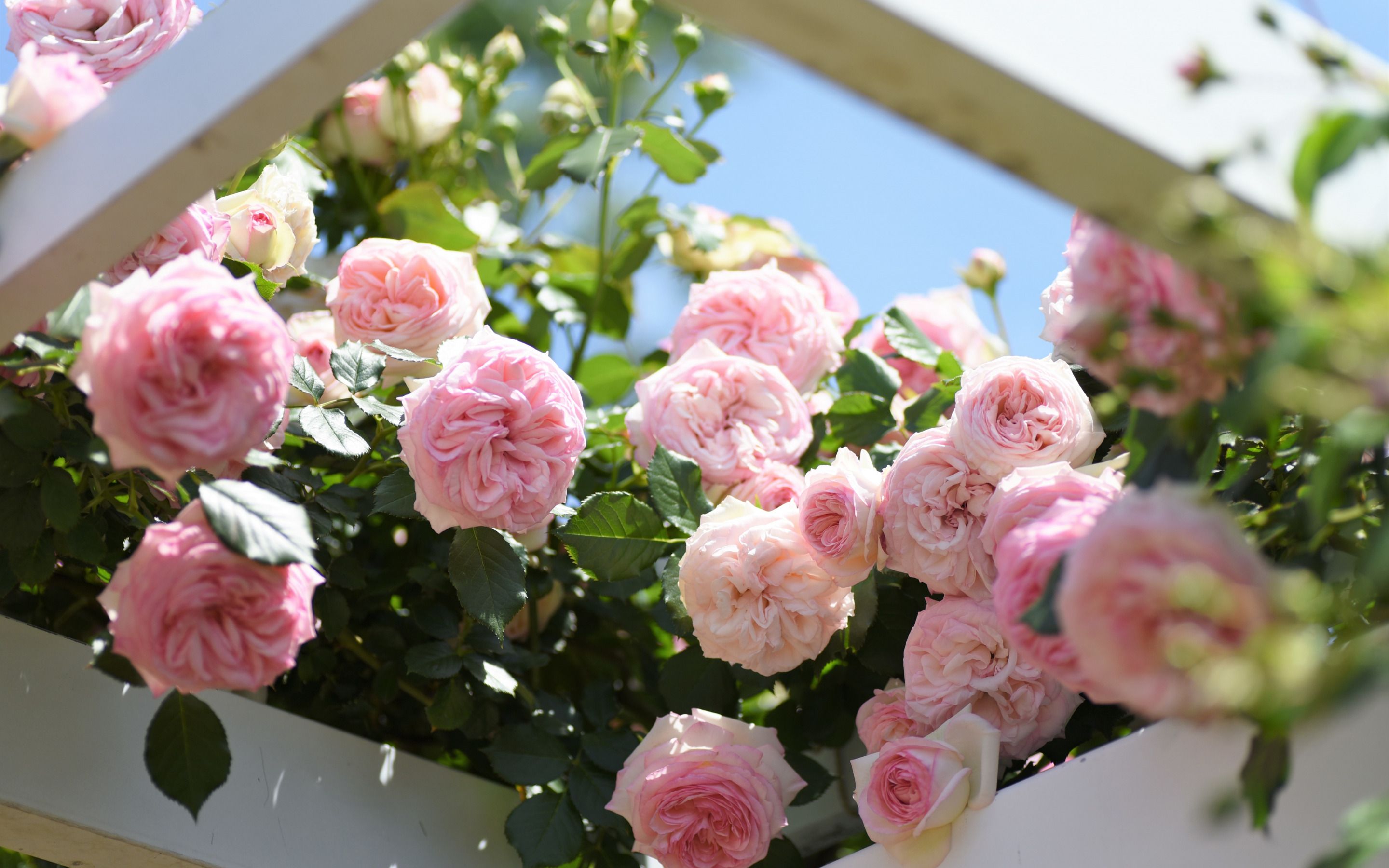Download wallpaper pink roses, bush with roses, beautiful flowers