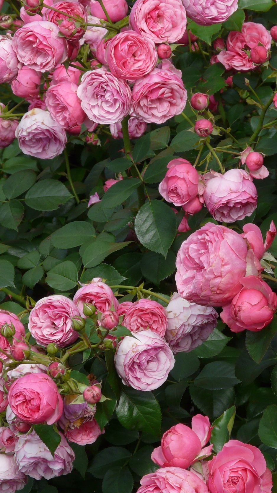 Download Wallpaper 938x1668 Rose, Bush, Flowers, Buds Iphone 8 7