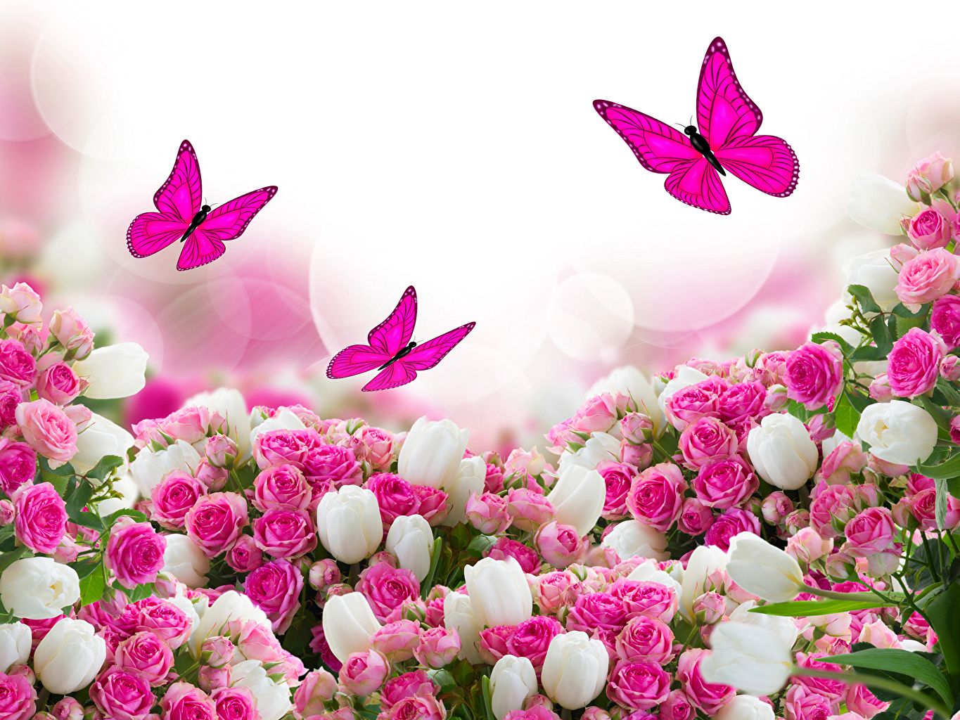 Picture Butterflies Roses Tulips Flowers Many