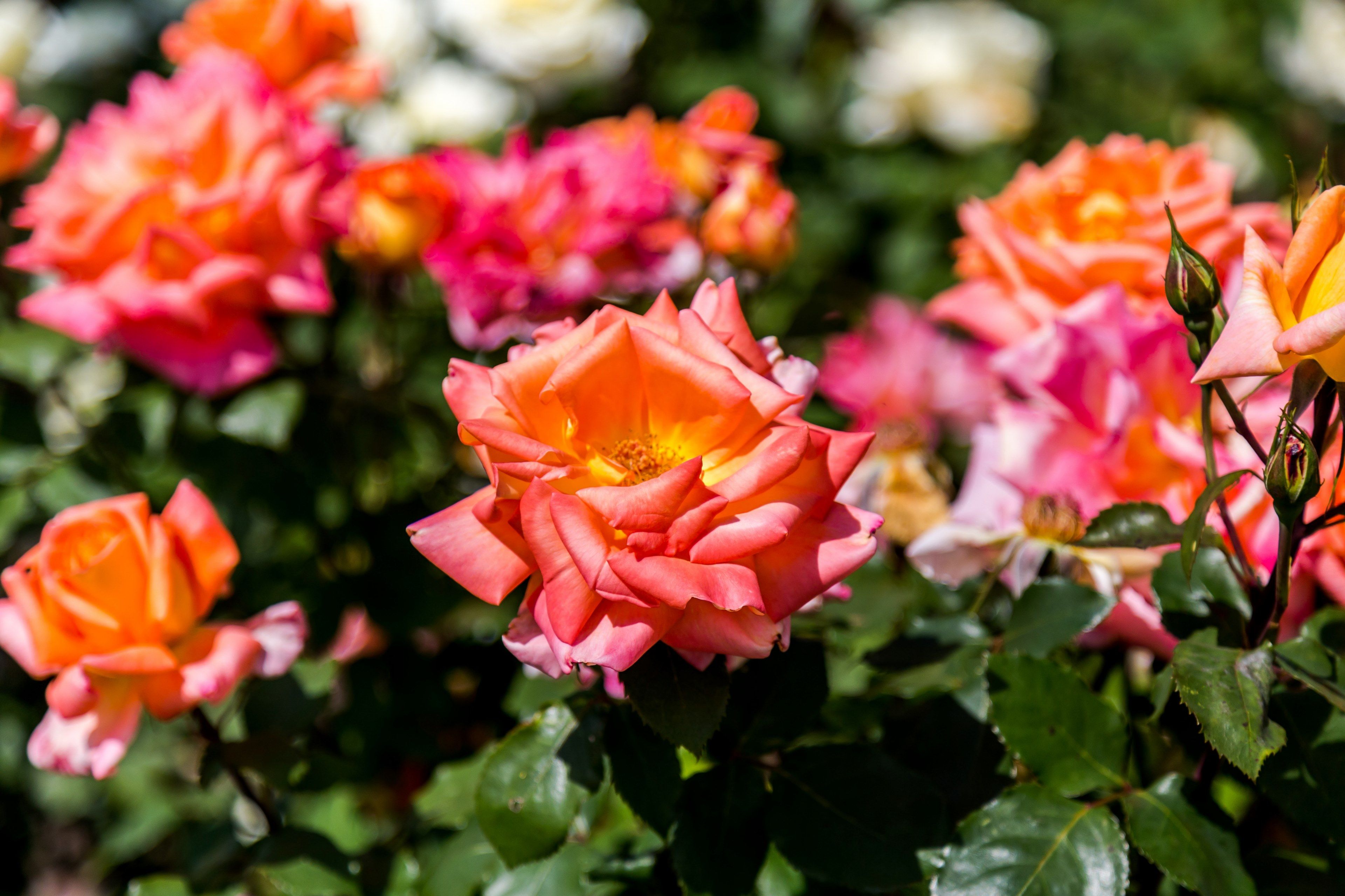 Wallpaper / orange and pink roses blossoming in a