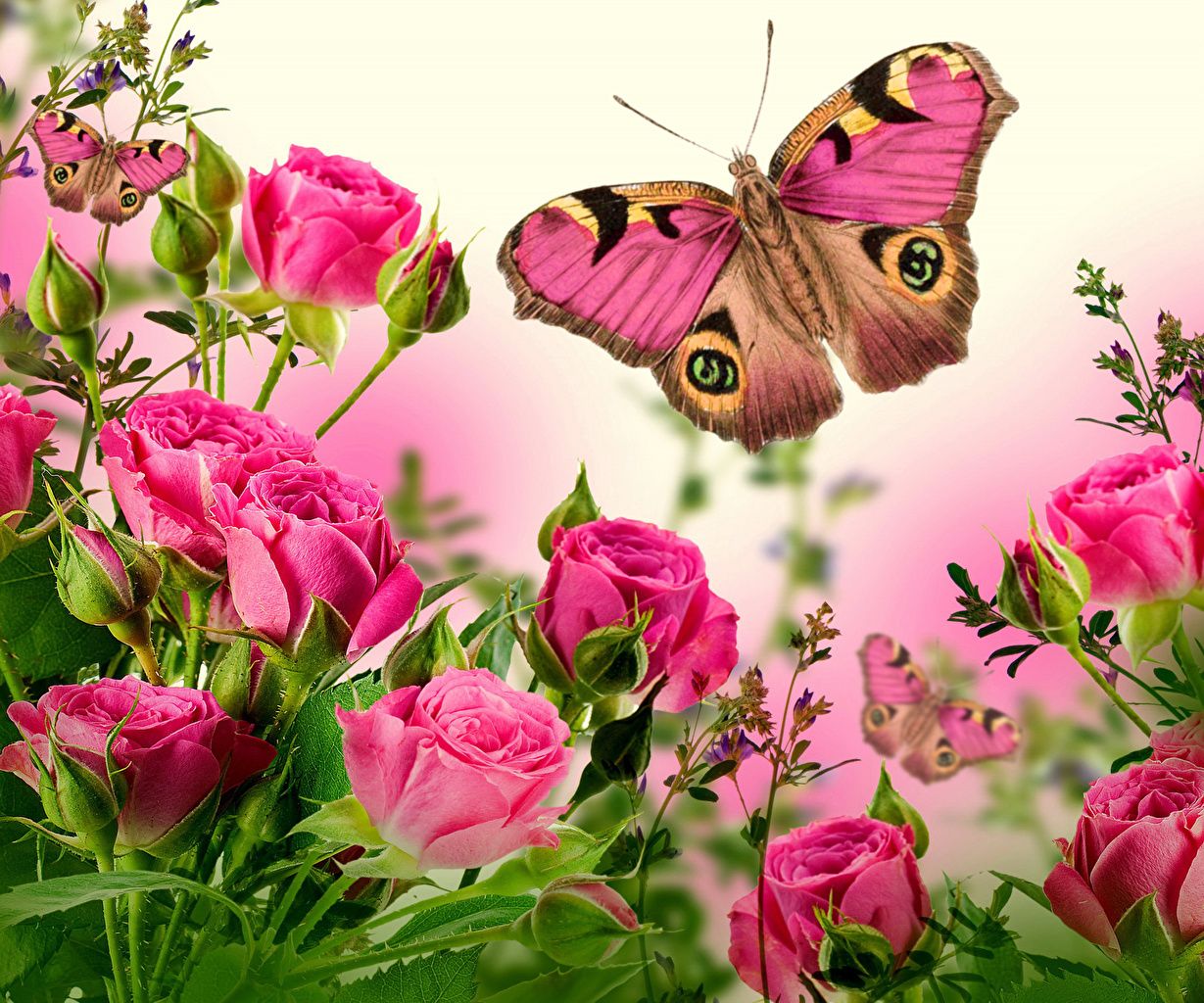 Rose And Butterfly Wallpaper